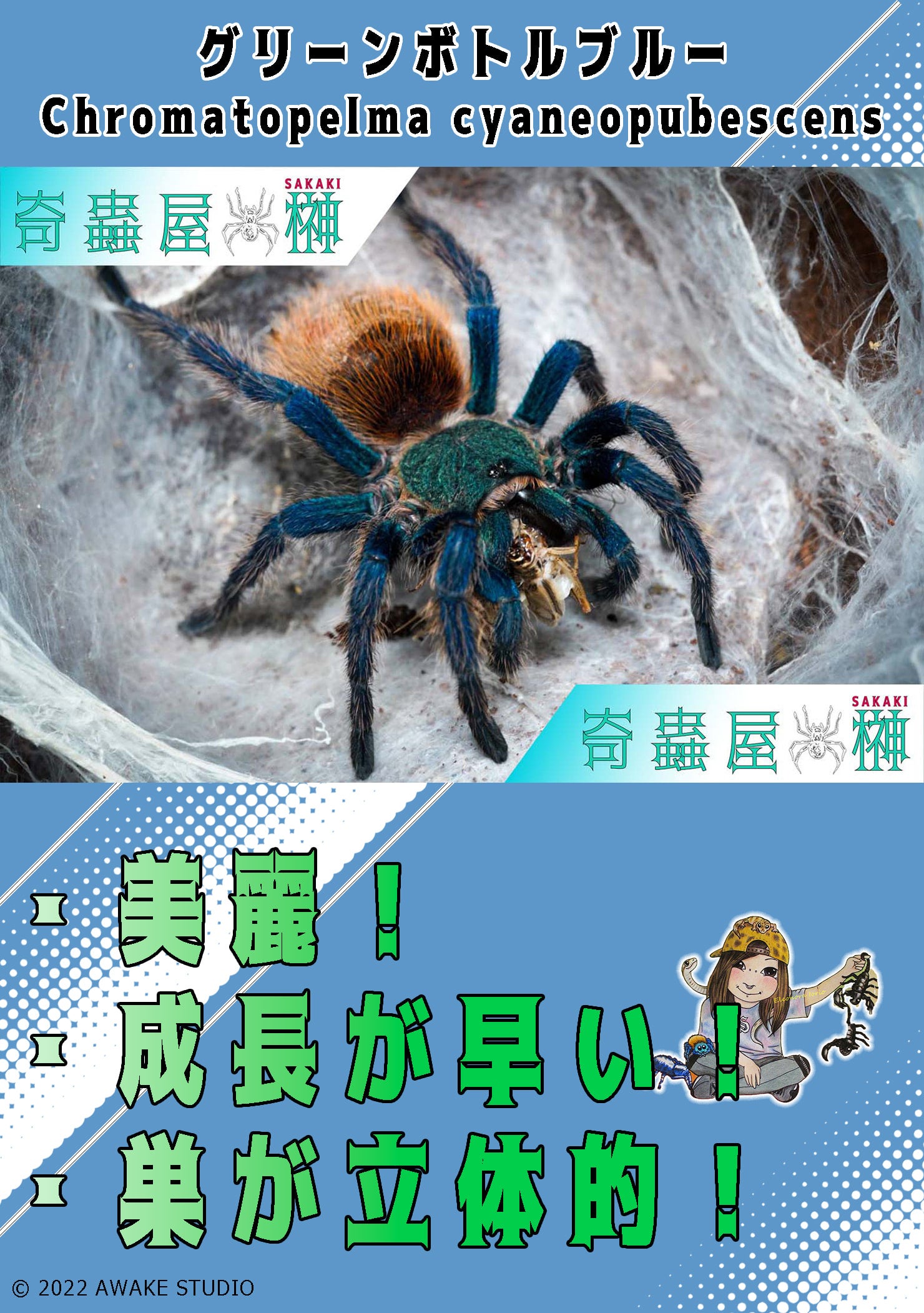 グリーンボトルブルー/Chromatopelma cyaneopubescens【幼体】当店CB | 奇蟲屋 榊（タランチュラ通販店）