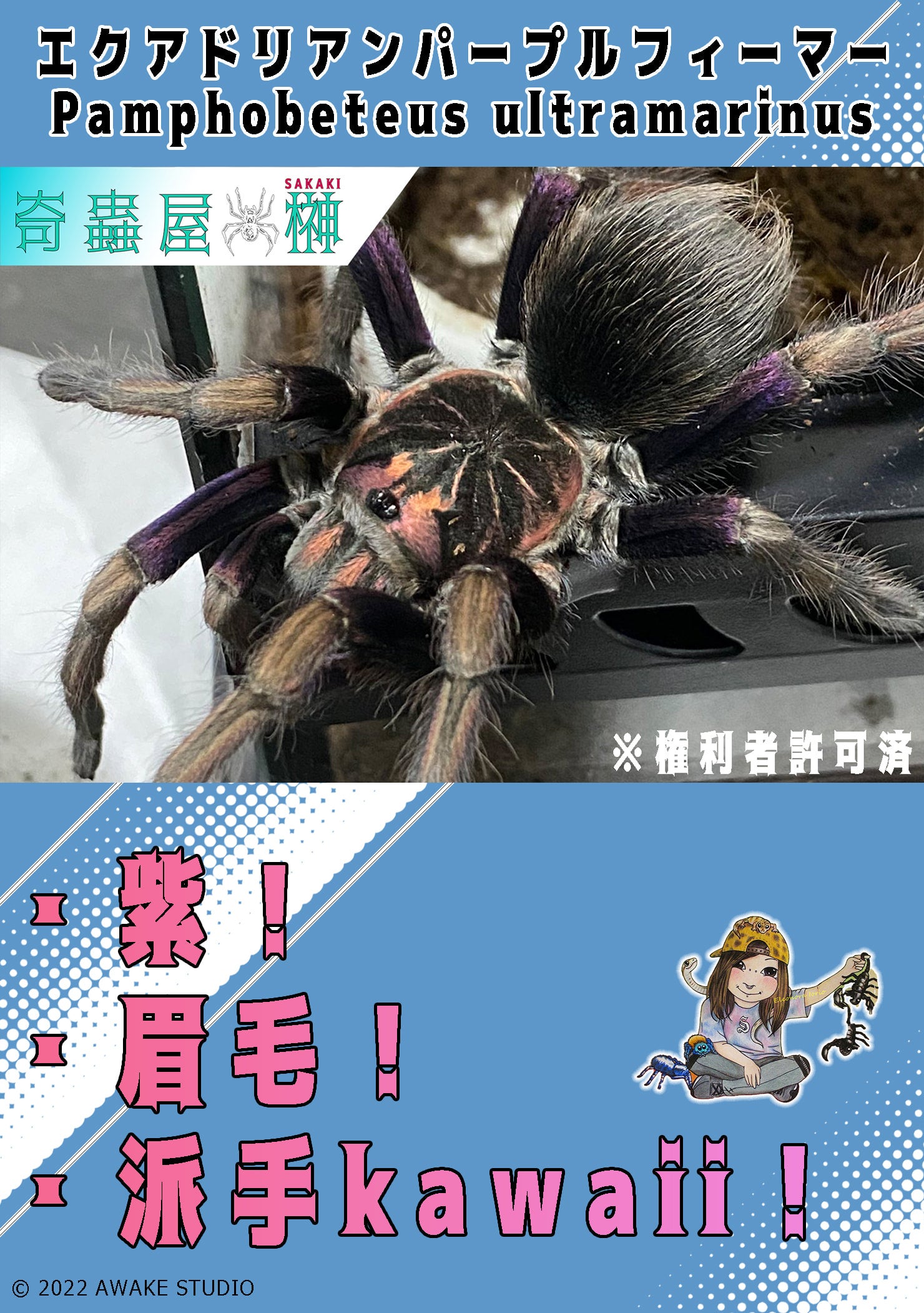 エクアドリアンパープルフィーマー/Pamphobeteus ultramarinus【幼体】 | 奇蟲屋 榊（タランチュラ通販店）