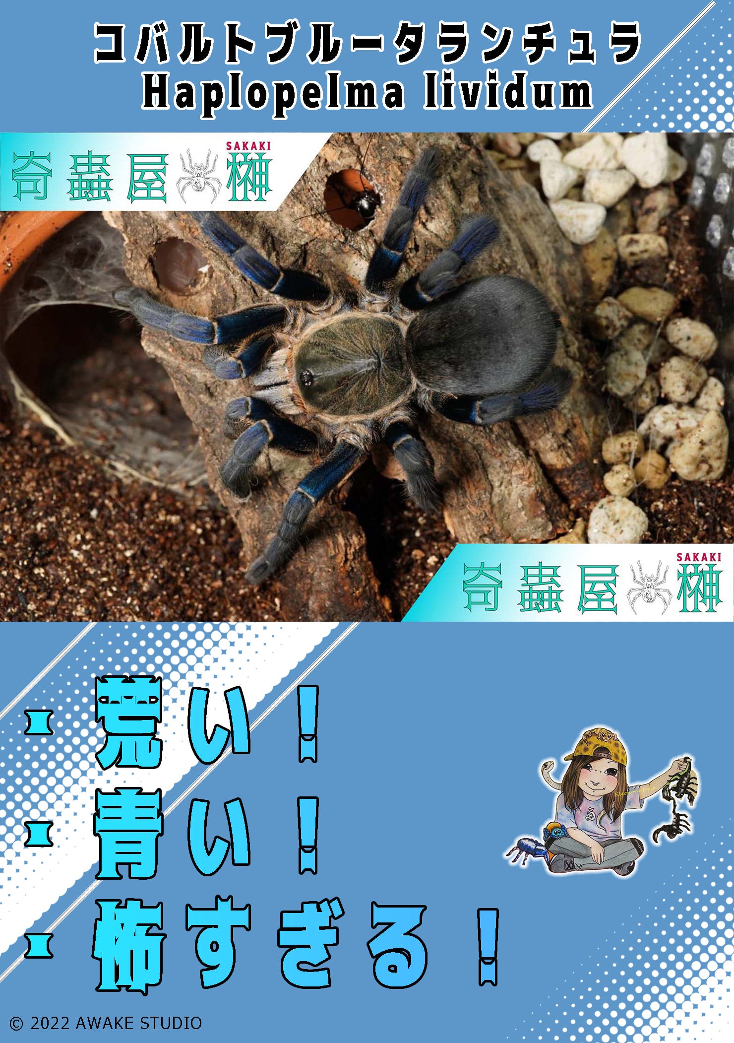 コバルトブルータランチュラ/Cyriopagopus lividus【幼体】 | 奇蟲屋 榊（タランチュラ通販店）