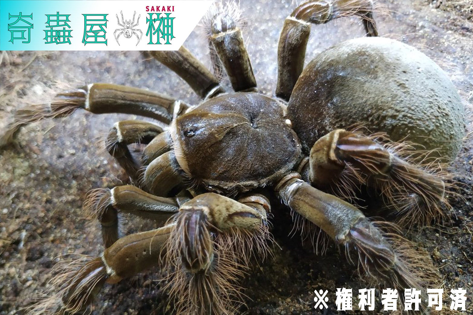 ゴライアスバードイーター/Theraphosa blondi【幼体】 | 奇蟲屋 榊（タランチュラ通販店）