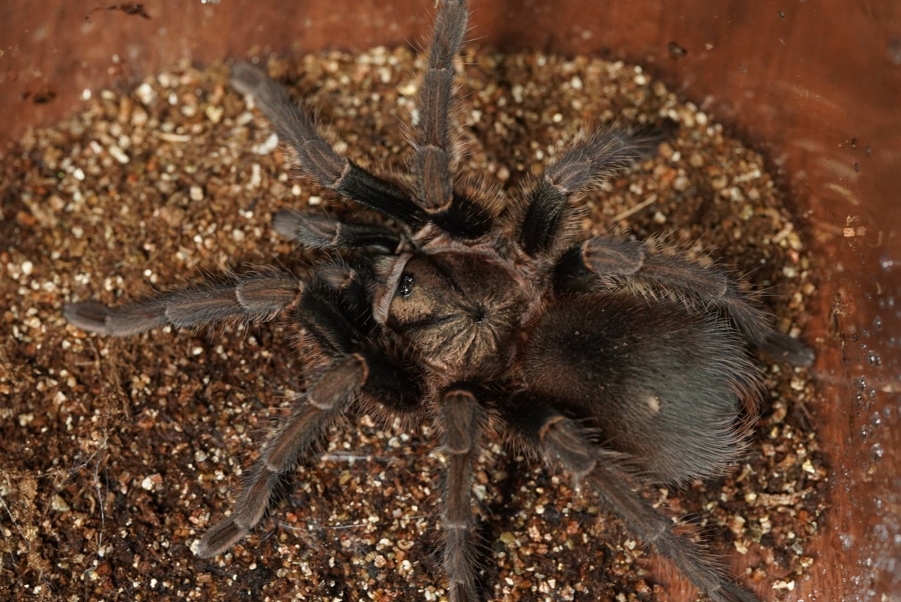 グリーンゴールドカラパックス/Phormictopus sp. green gold carapace【雌雄未判別ヤング】 | 奇蟲屋 榊（タランチュラ 通販店）