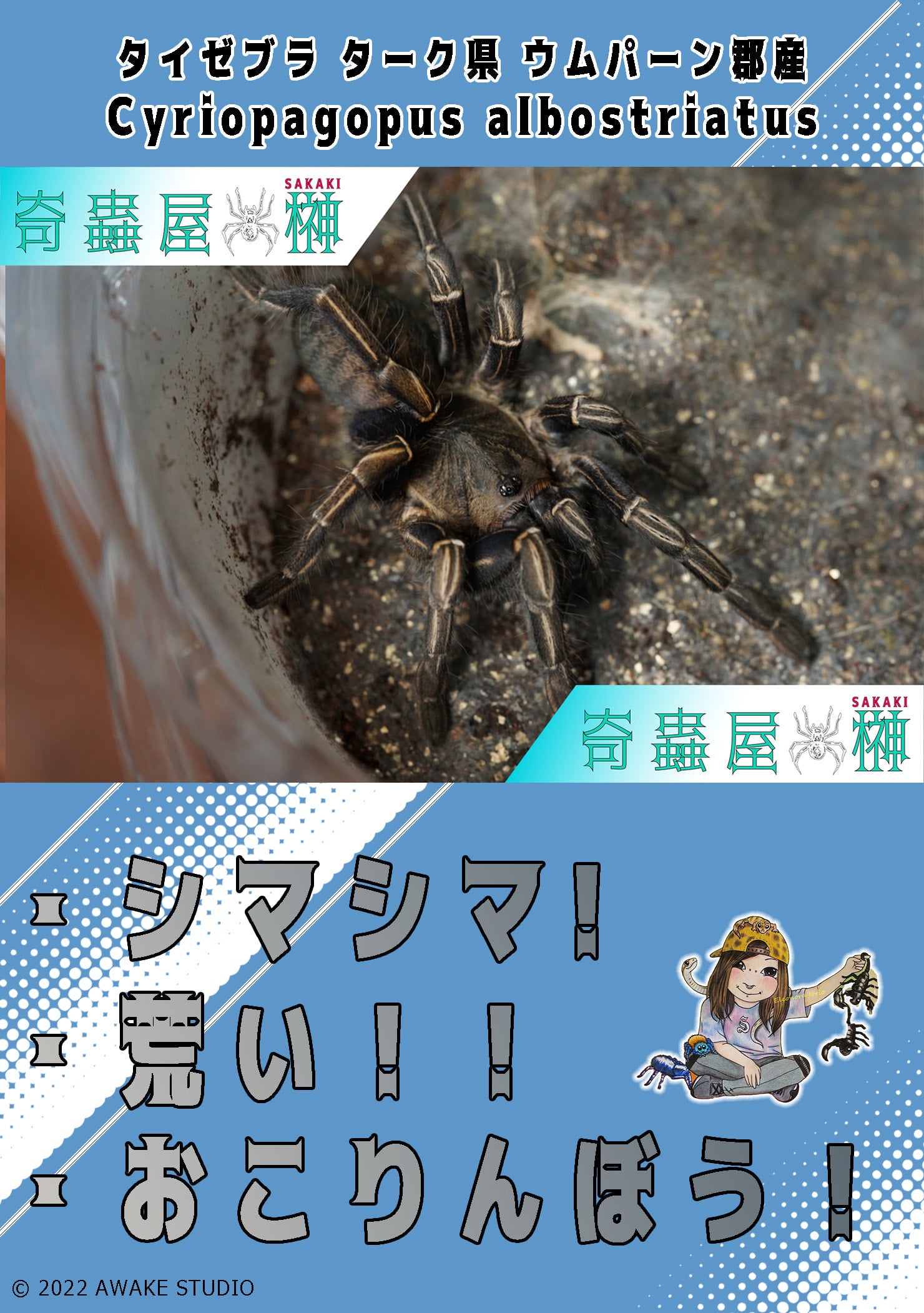 タイゼブラ タイ北東部 サイヤプーム産/Cyriopagopus albostriatus【幼体】 | 奇蟲屋 榊（タランチュラ通販店）