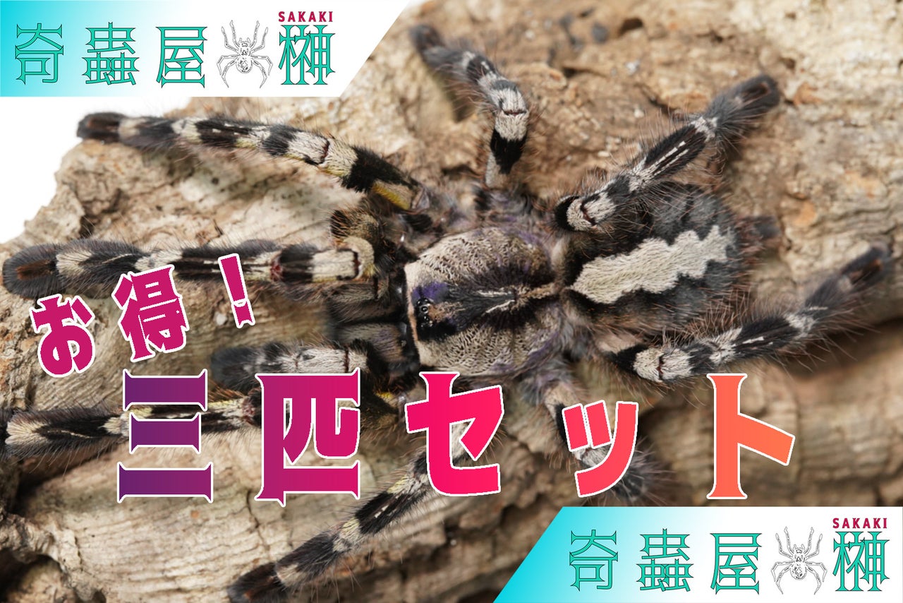 3匹セット インディアンオーナメンタル/Poecilotheria regalis 幼体 