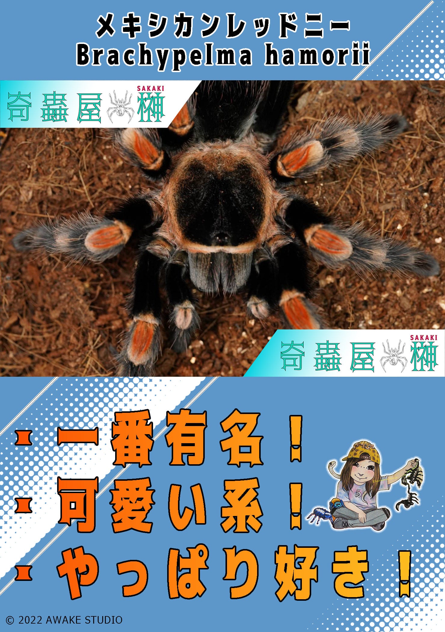 メキシカンレッドニー/Brachypelma hamorii 【かなり育ってる幼体】国内CB | 奇蟲屋 榊（タランチュラ通販店）