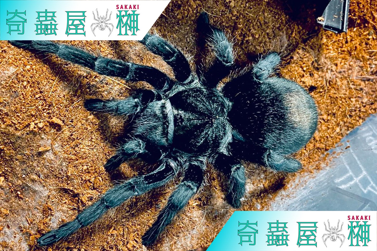 ブラジリアンブラック/Grammostola pulchra【幼体】 | 奇蟲屋 榊（タランチュラ通販店）