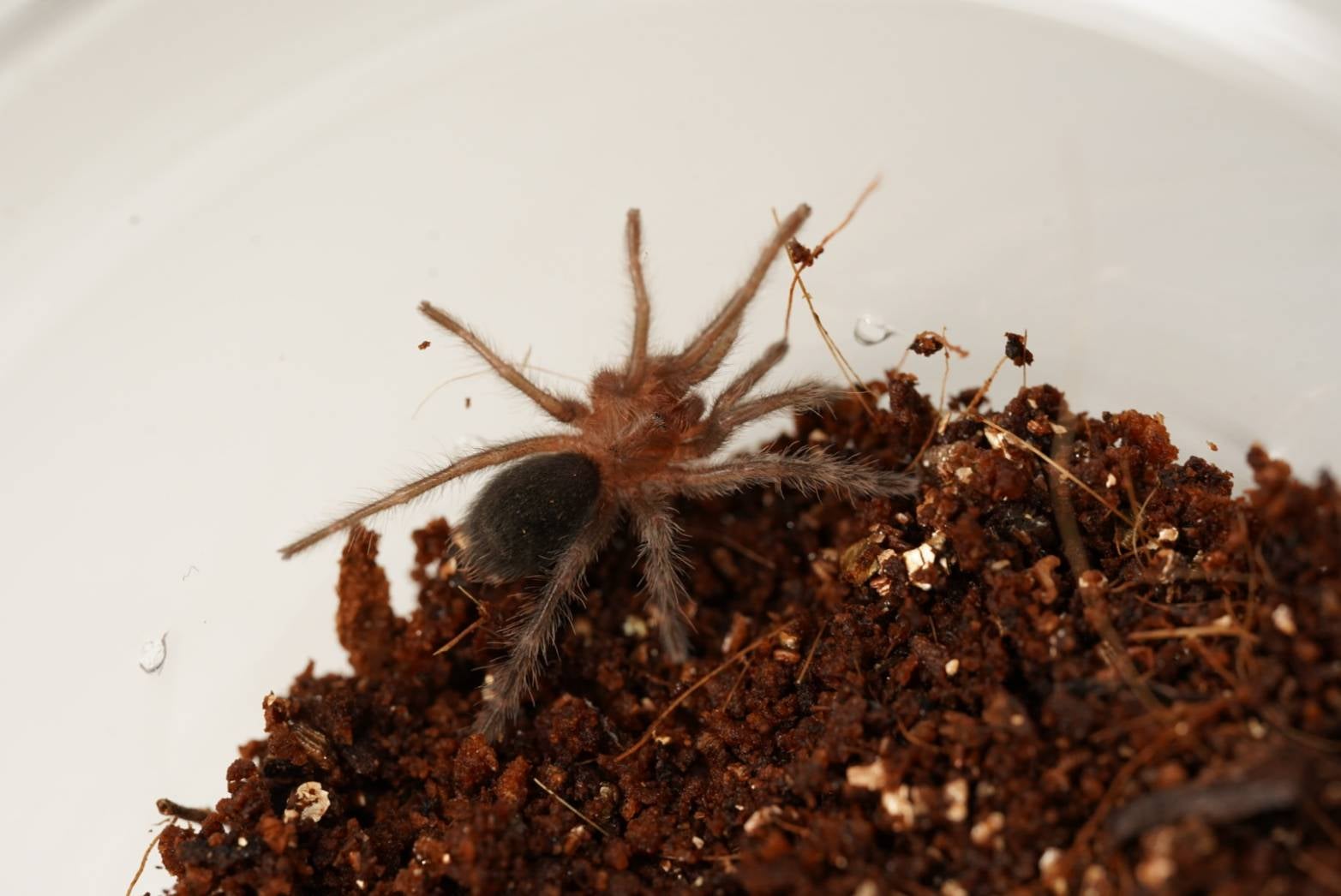 ブラジリアンブラック/Grammostola pulchra【幼体】 | 奇蟲屋 榊（タランチュラ通販店）