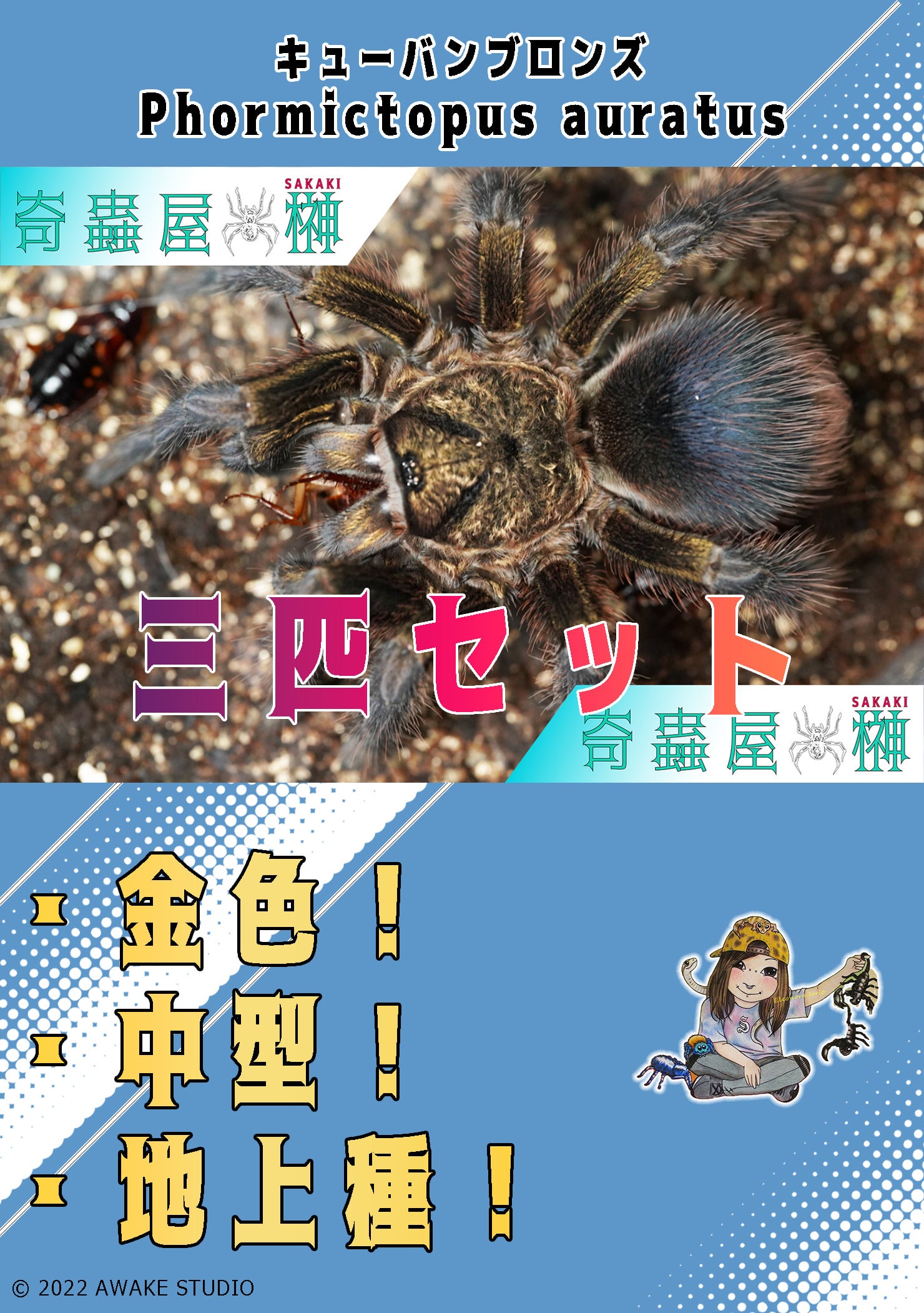 フォルミクトプスグリーン/Phormictopus sp. green【雌サブアダルト】 | 奇蟲屋 榊（タランチュラ通販店）