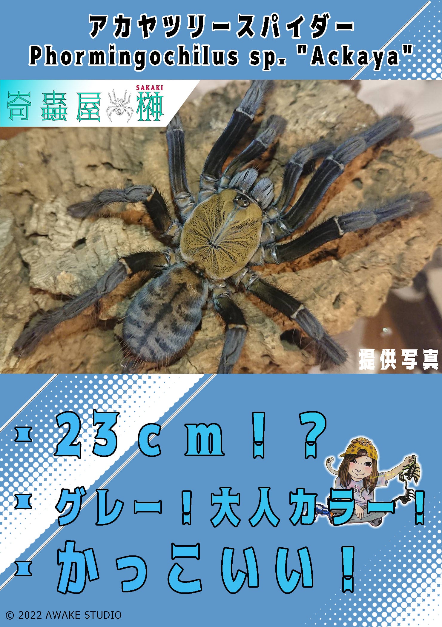 アカヤツリースパイダー/Phormingochilus sp. Ackaya【幼体】 | 奇蟲屋 榊（タランチュラ通販店）