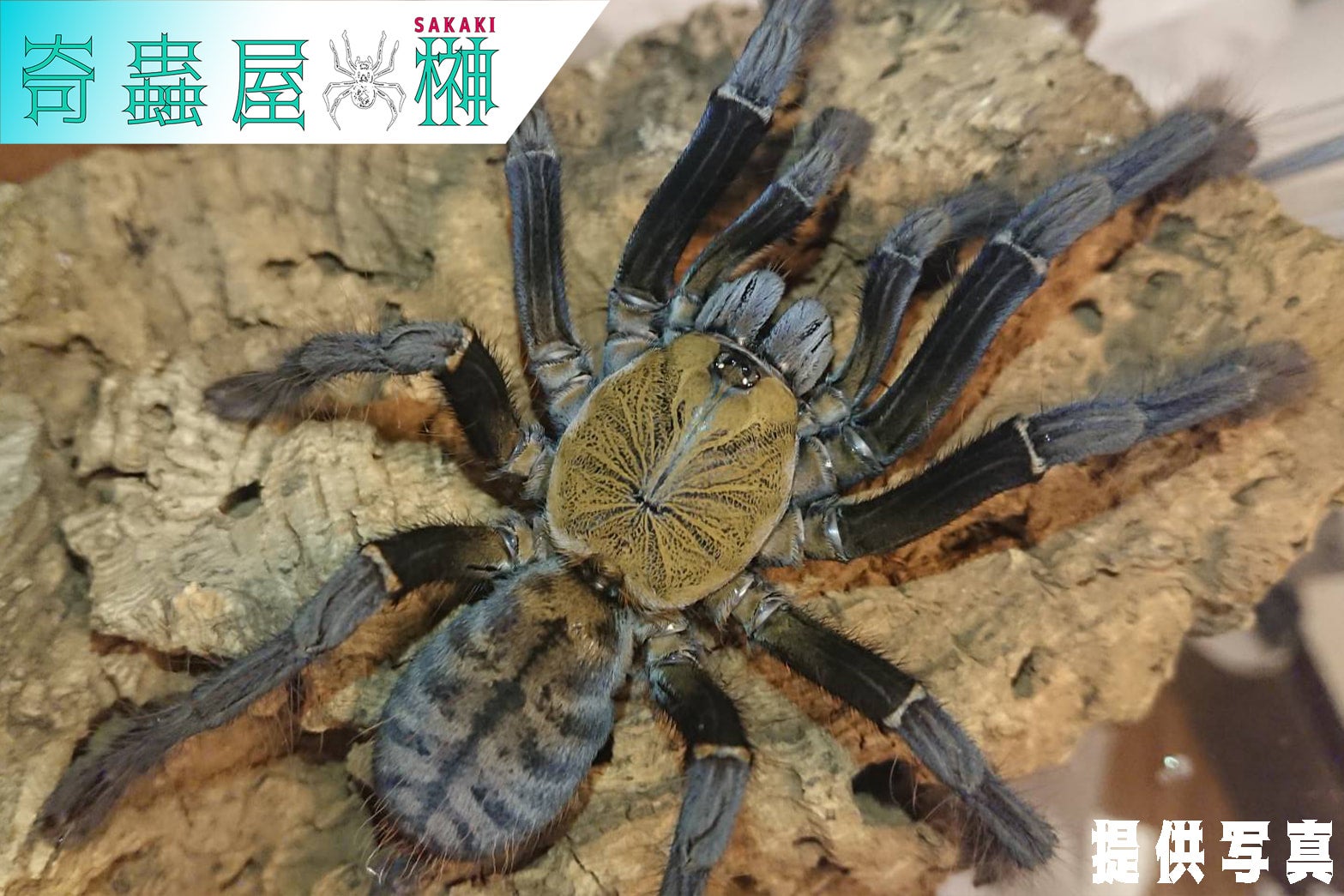 アカヤツリースパイダー/Phormingochilus sp. Ackaya【幼体】 | 奇蟲屋 榊（タランチュラ通販店）