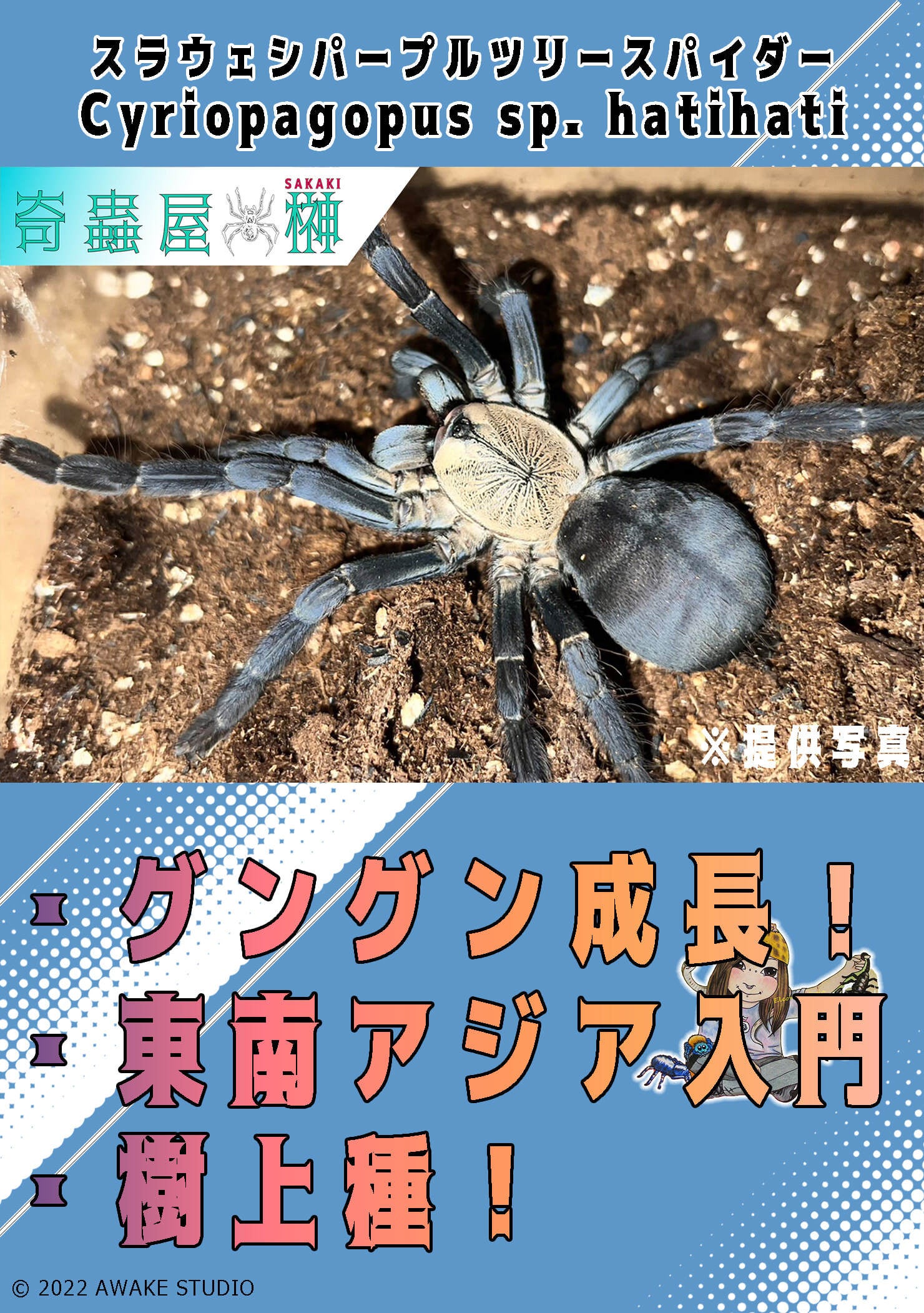 スラウェシパープルツリースパイダー/Cyriopagopus sp hati-hati【幼体】 | 奇蟲屋 榊（タランチュラ通販店）