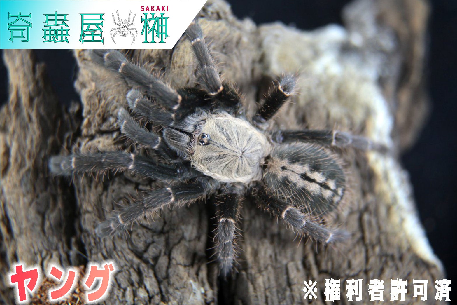 バックマーアースタイガー/Cyriopagopus sp bachma【幼体】 | 奇蟲屋 榊（タランチュラ通販店）