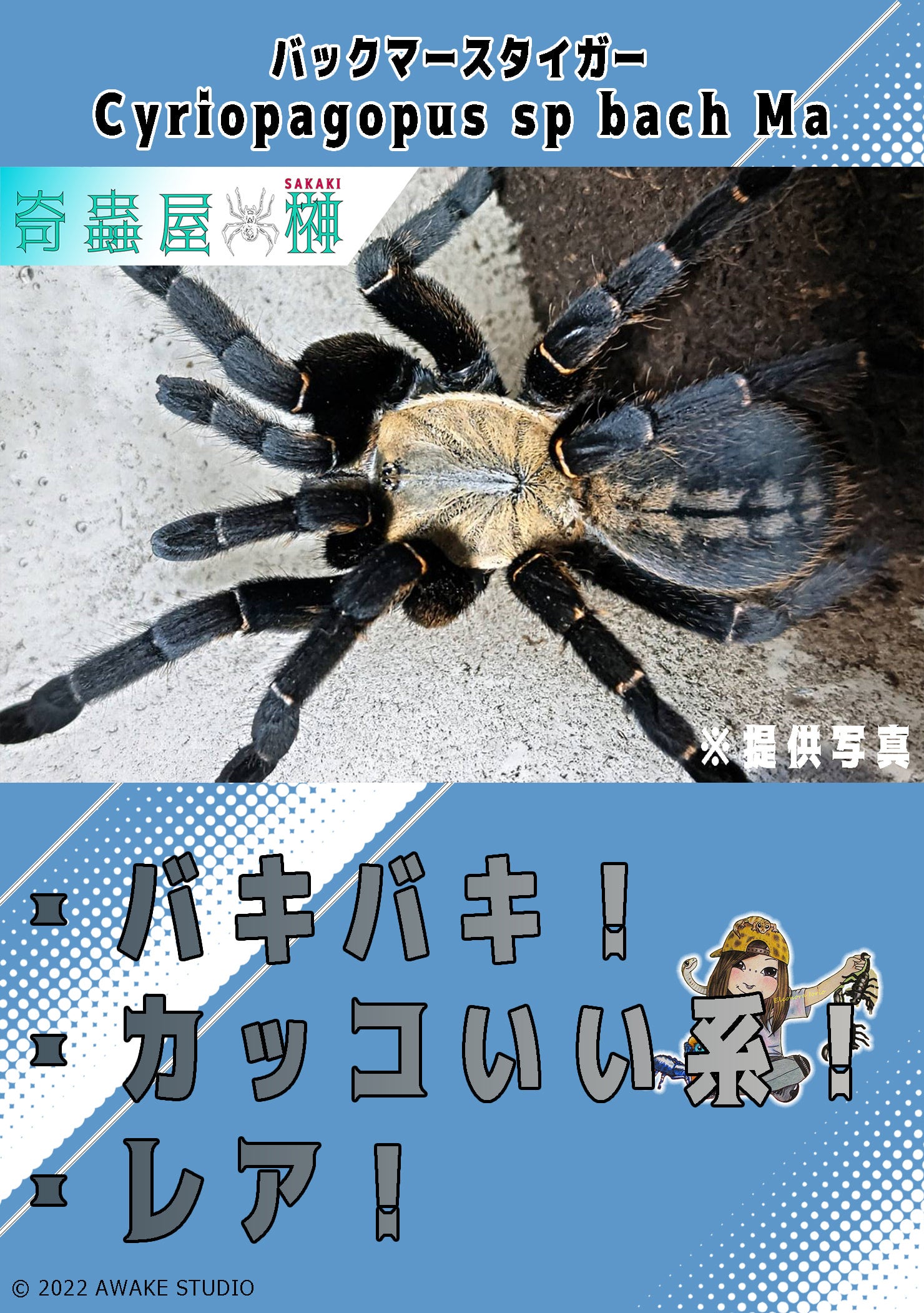 バックマーアースタイガー/Cyriopagopus sp bachma【幼体】 | 奇蟲屋 榊（タランチュラ通販店）