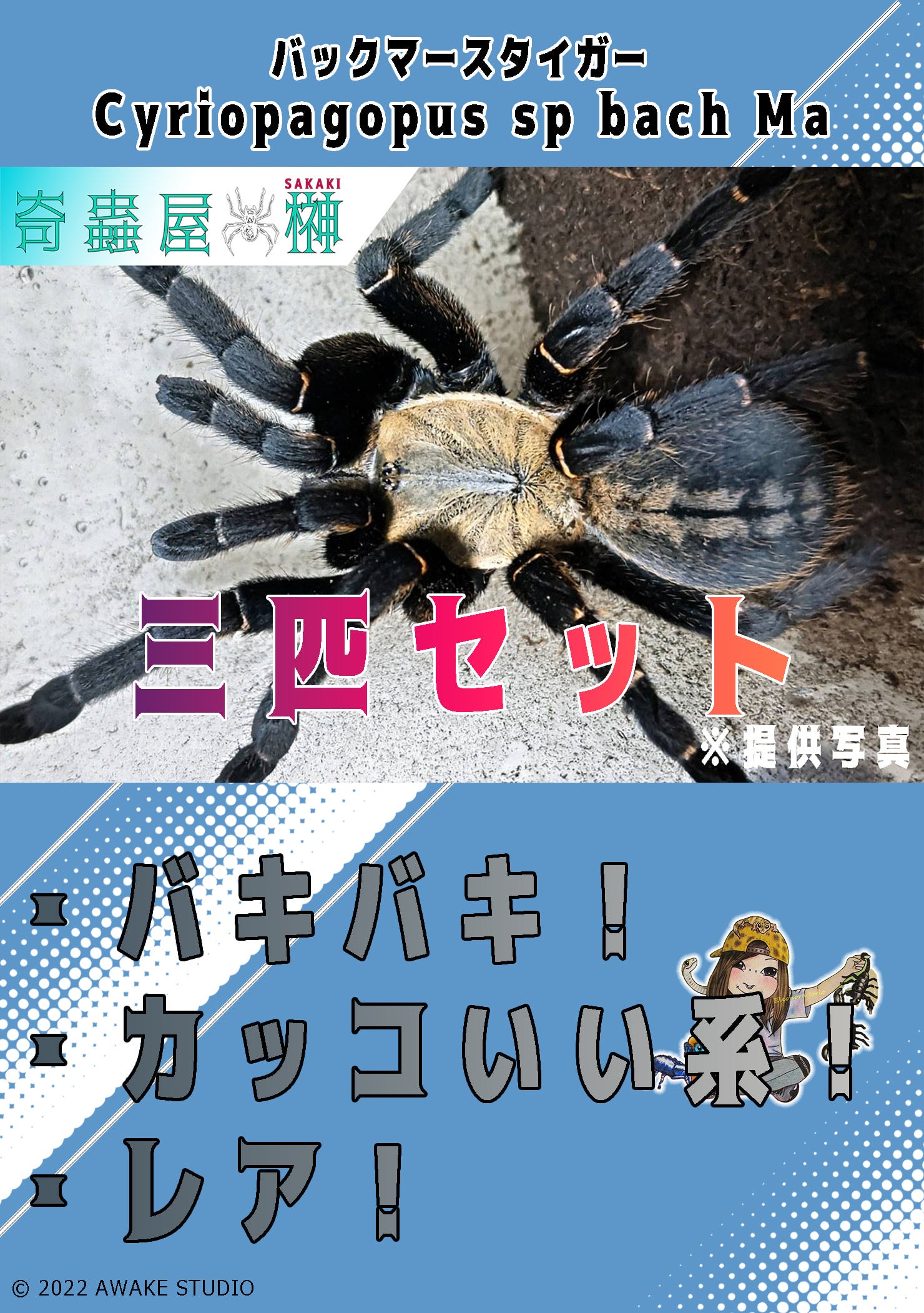 チャコジャイアントゴールデンストライプニー/Grammostola pulchripes 【幼体】3匹セット | 奇蟲屋 榊（タランチュラ通販店）