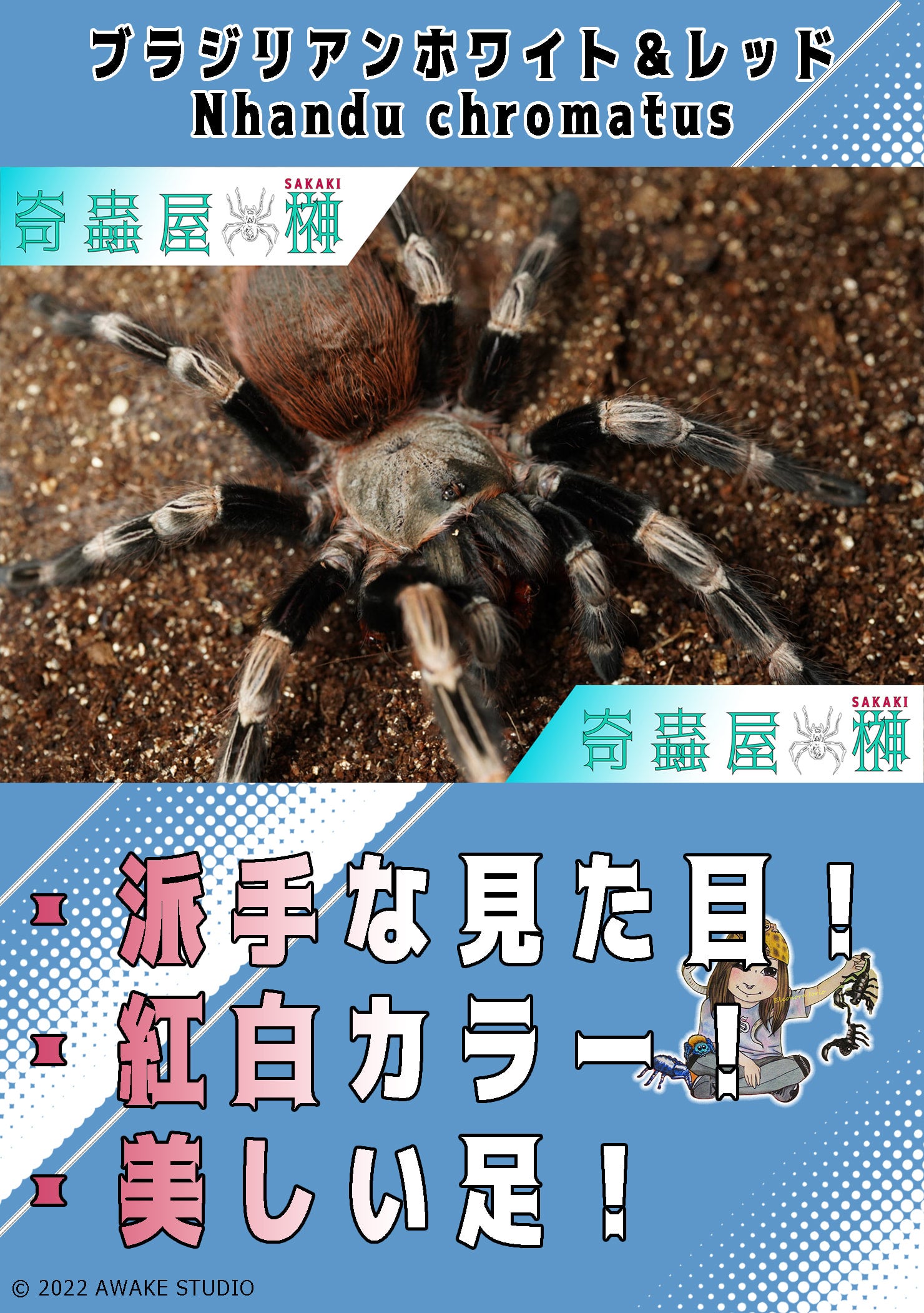 ブラジリアンホワイト＆レッド/Vitalius chromatus（Nhandu chromatus）【幼体】当店CB | 奇蟲屋 榊（タランチュラ 通販店）