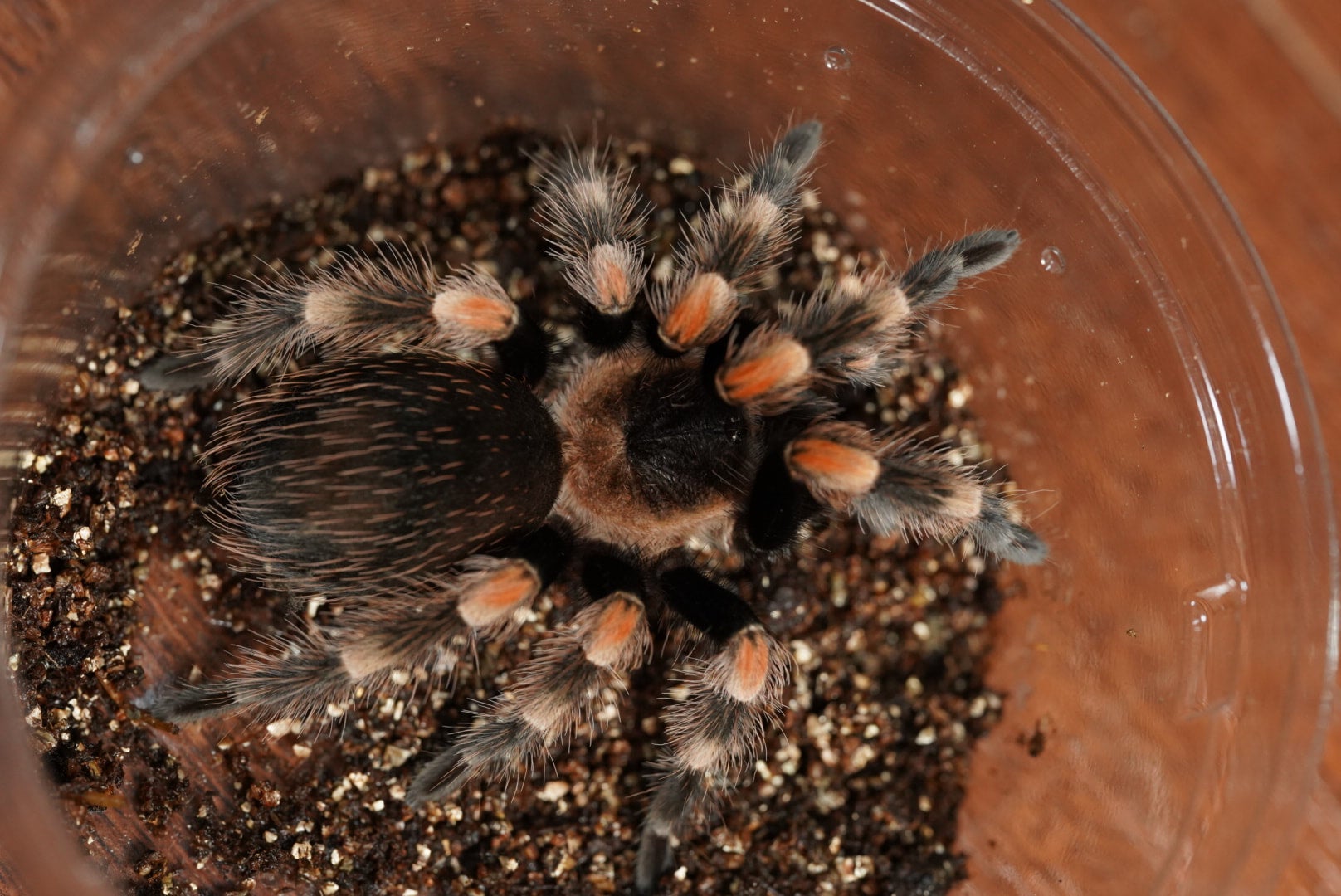 初心者向タランチュラ】匿名配送 ♀成体 メキシカンレッドニー Brachypelma hamorii - その他