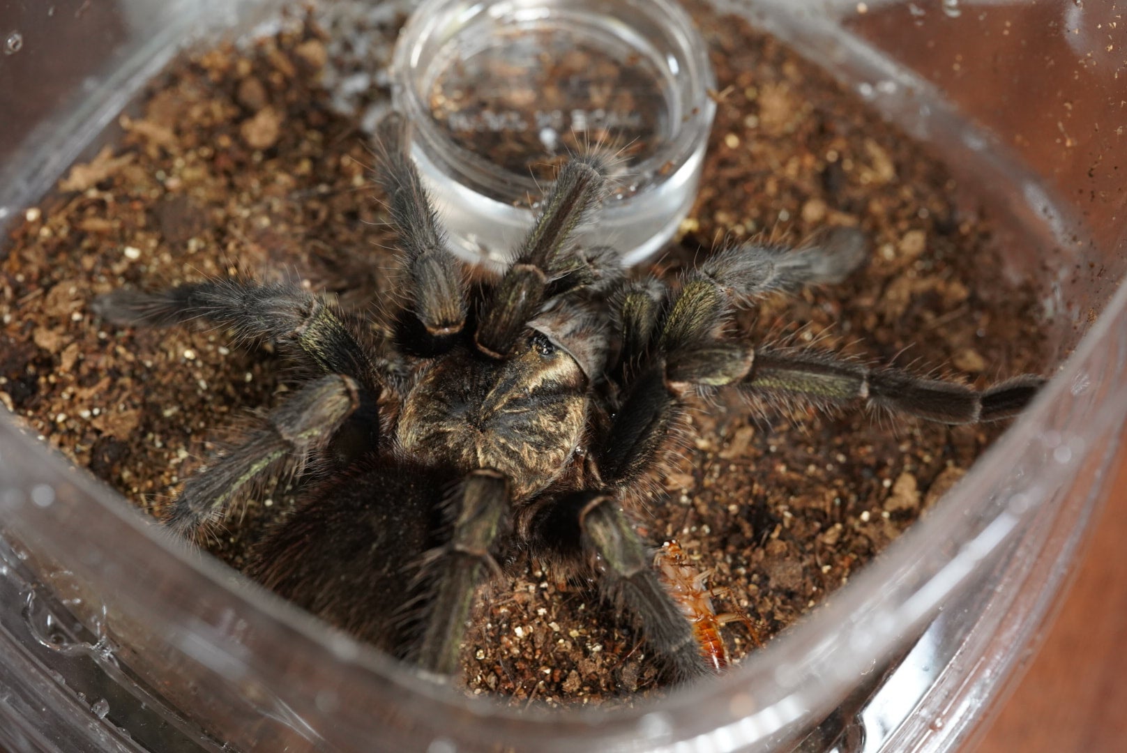 フィリピンタンジェリン/Orphnaecus philippinus【幼体】 | 奇蟲屋 榊（タランチュラ通販店）