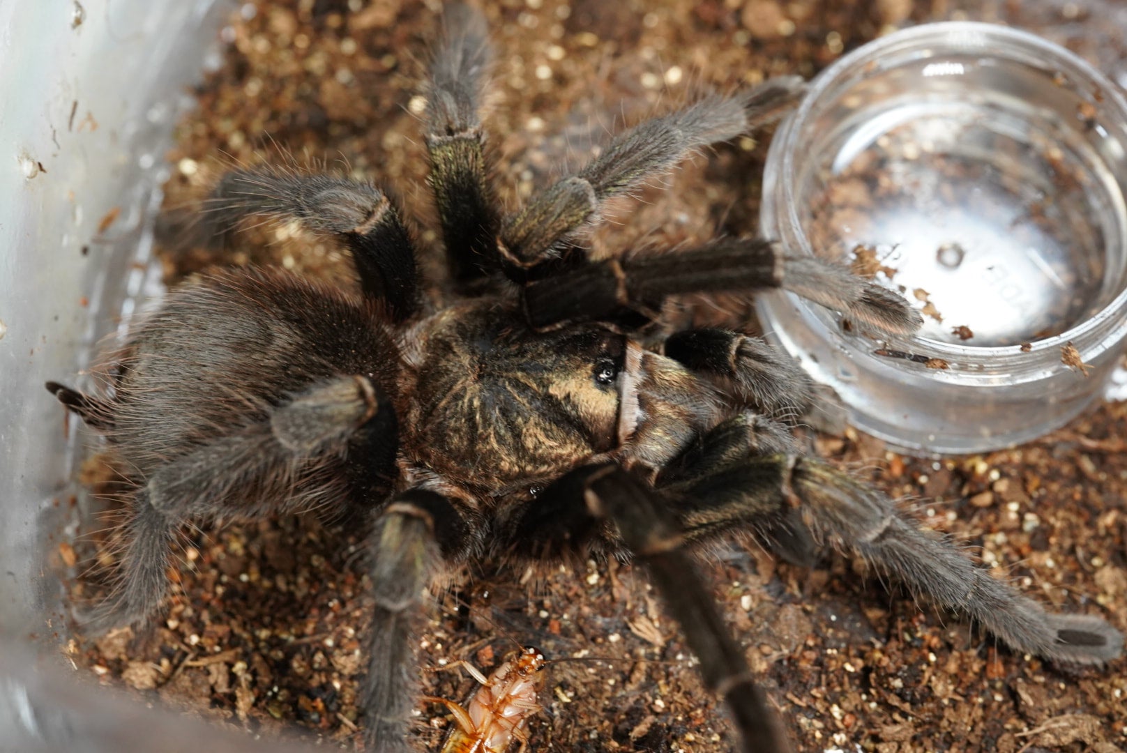 グリーンフィーマーゴールデンカラパックス/Phormictopus sp. green femur golden carapax【亜成体？♂】 |  奇蟲屋 榊（タランチュラ通販店）