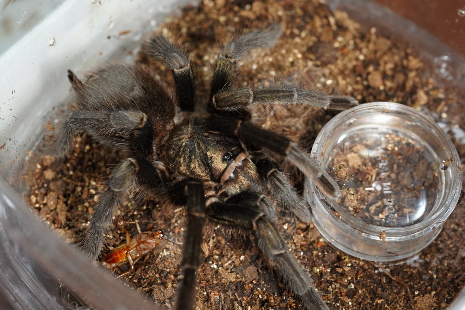 グリーンフィーマーゴールデンカラパックス/Phormictopus sp. green femur golden carapax【亜成体？♂】 |  奇蟲屋 榊（タランチュラ通販店）