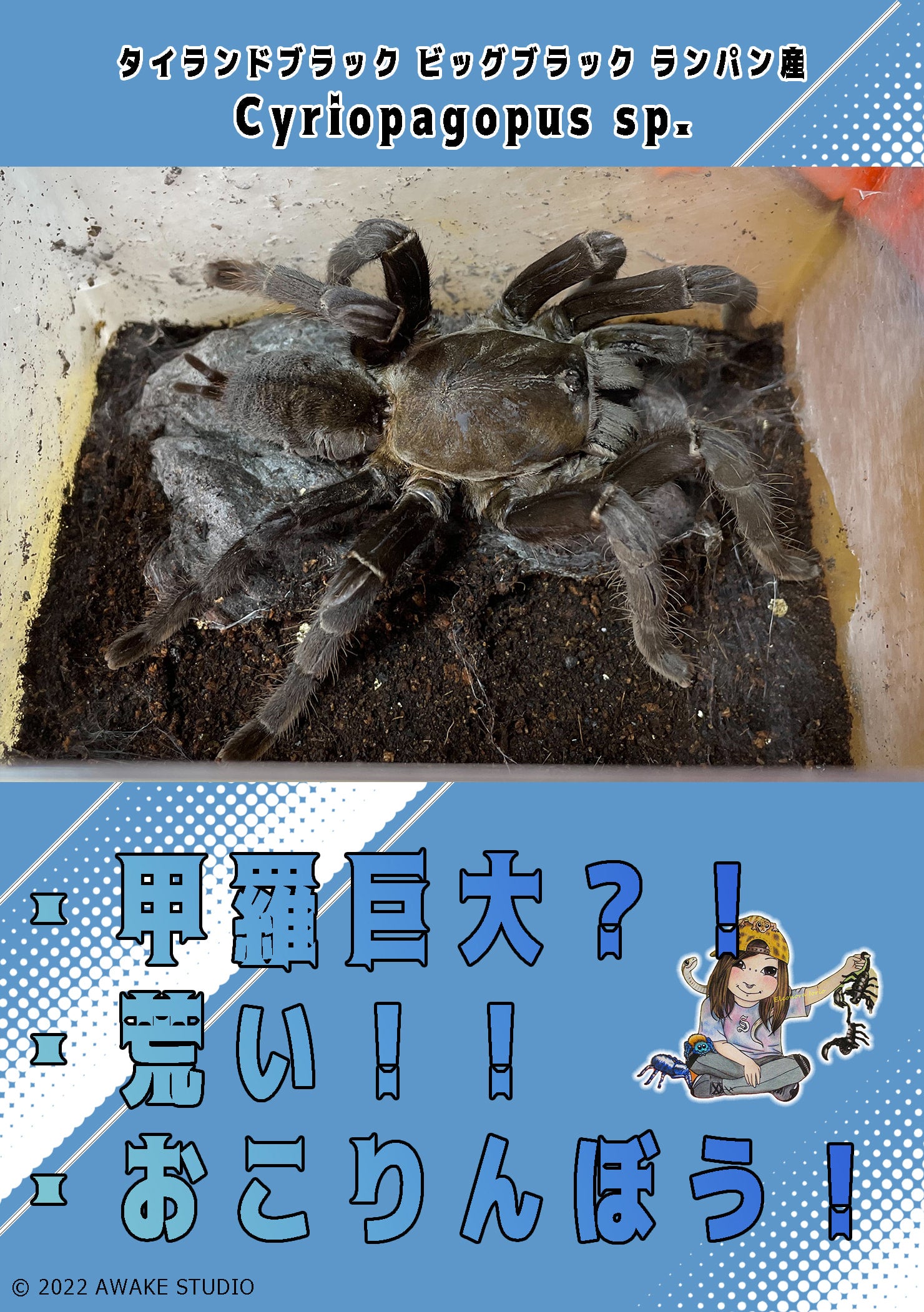 新】タイランドブラック ビッグブラック ランパン産/Cyriopagopus sp.【幼体】 | 奇蟲屋 榊（タランチュラ通販店）