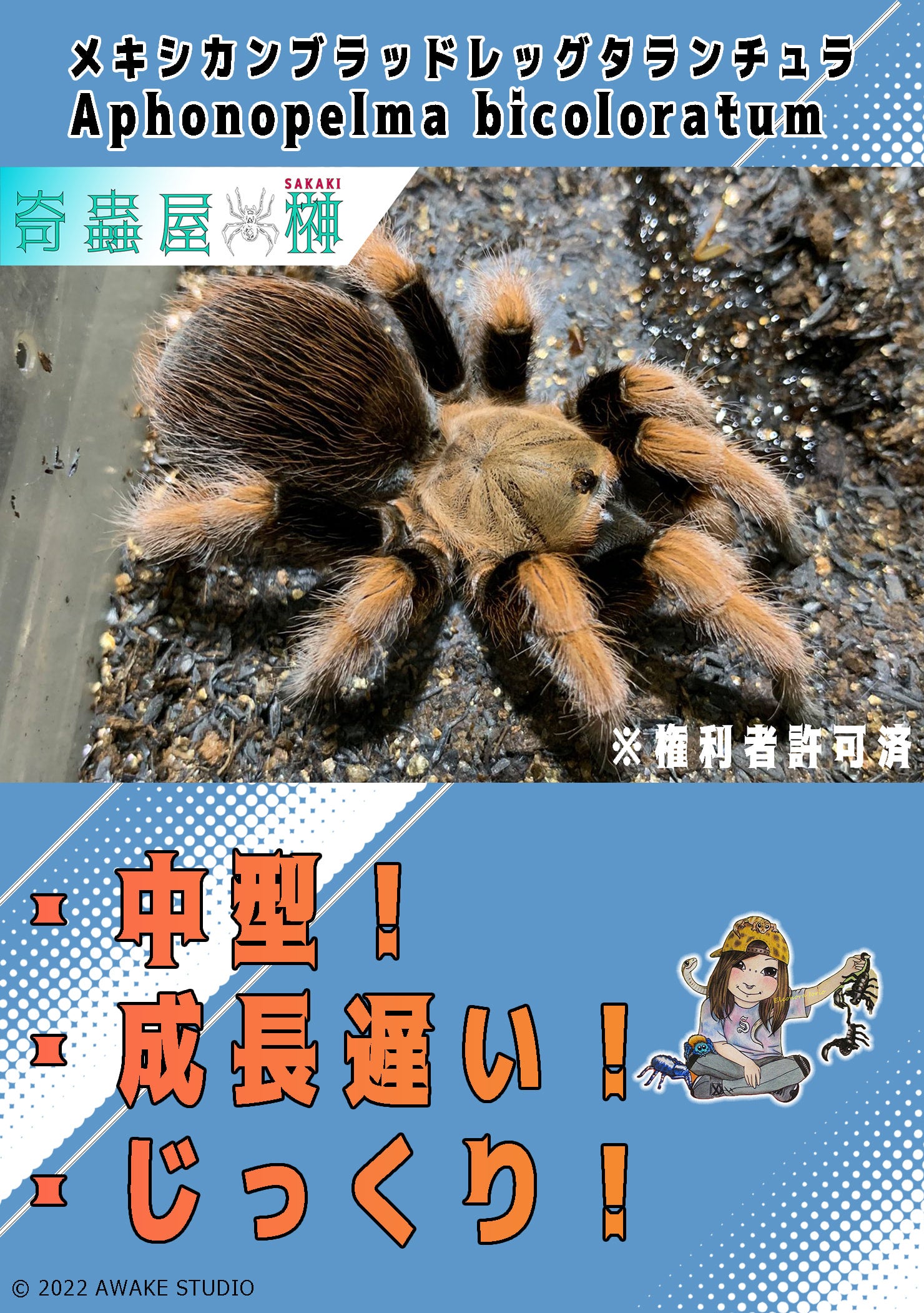 メキシカンブラッドレッグ タランチュラ、クモ