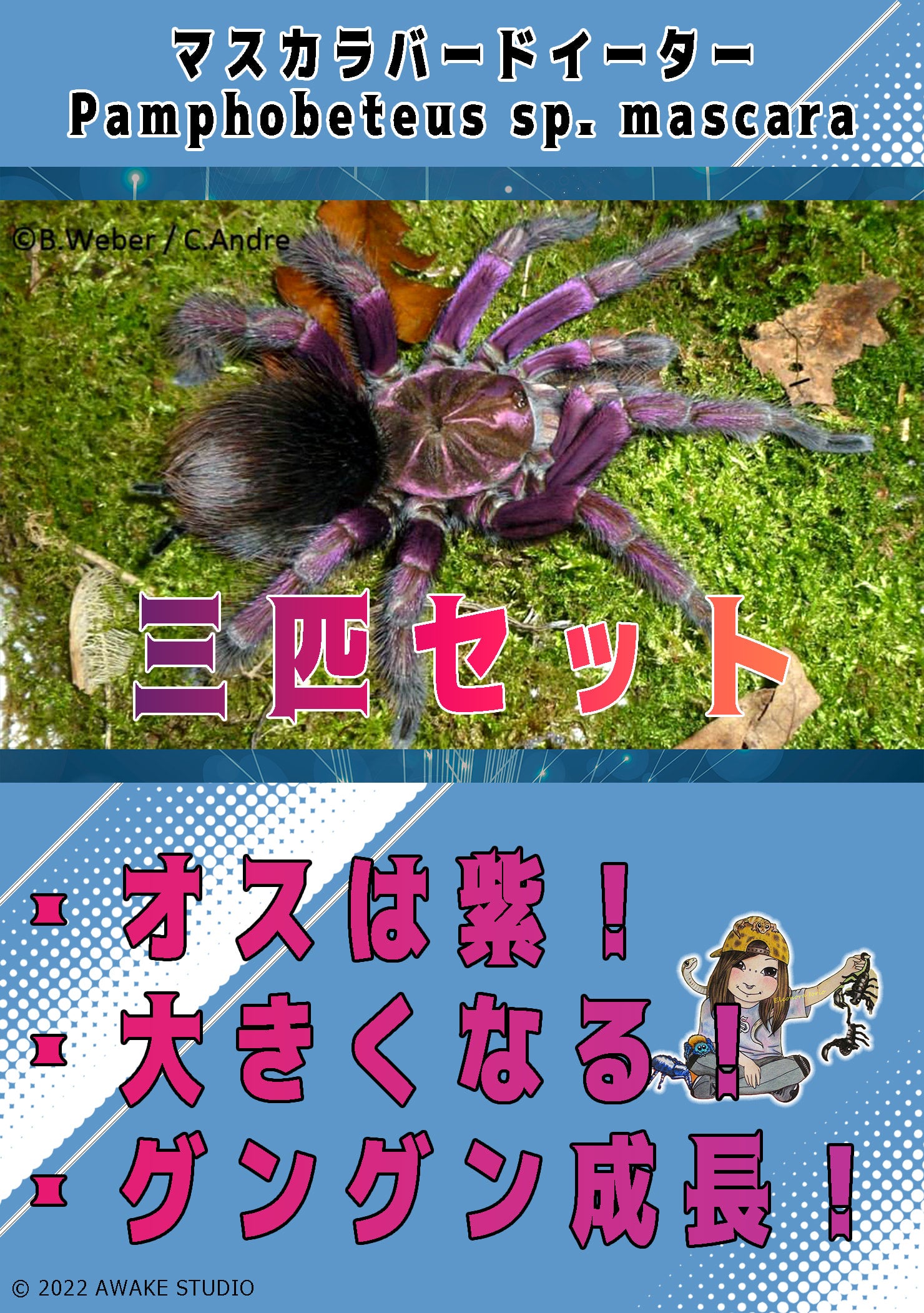 マスカラバードイーター/Pamphobeteus sp mascara【幼体】3匹セット | 奇蟲屋 榊（タランチュラ通販店）