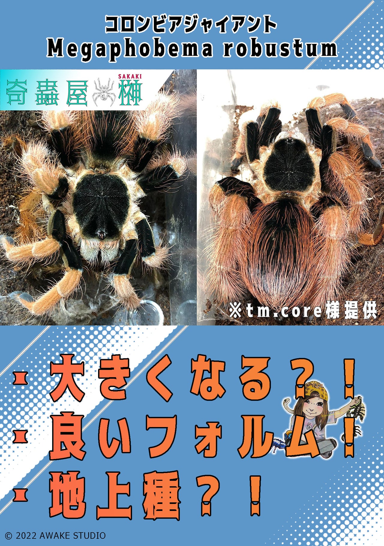 寿命25年】アリゾナブロンドタランチュラ ♀ 体長6cmほど - 埼玉県のその他