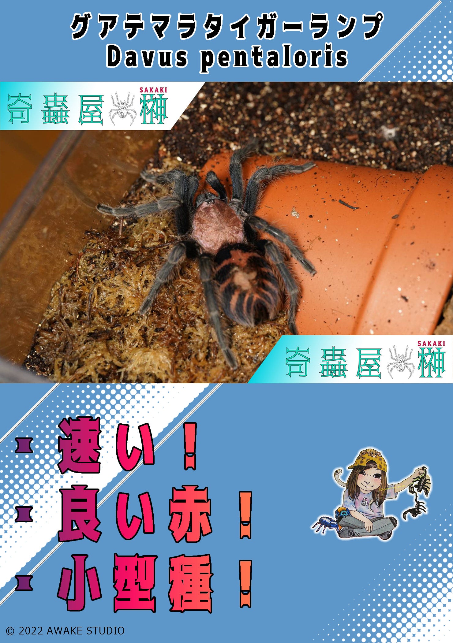 ♀確定】Theraphosa stirmi バーガンディゴライアス WC個体 タランチュラ - 虫類