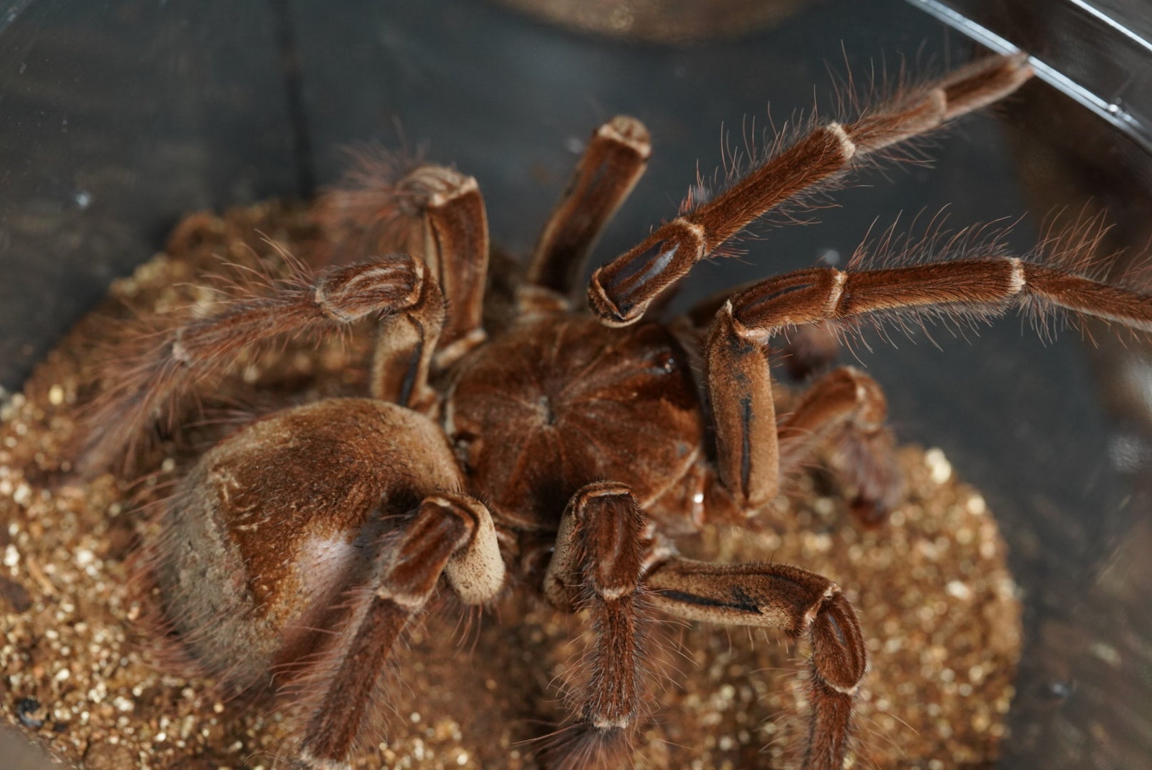 バーガンディゴライアスバードイーター/Theraphosa stirmi【成体♂】 最終脱皮2023/10 | 奇蟲屋 榊（タランチュラ通販店）