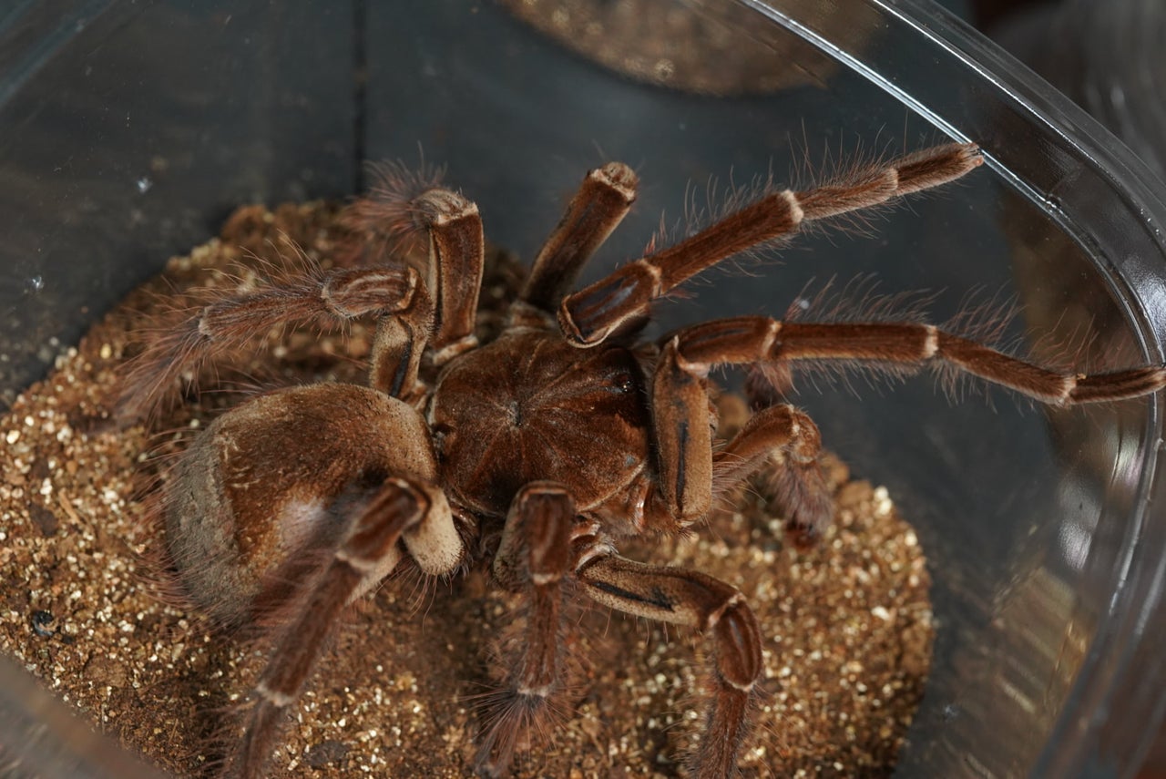 メス 雌 ♀ Brachypelma albiceps メキシカンサルファー タランチュラ - 虫類