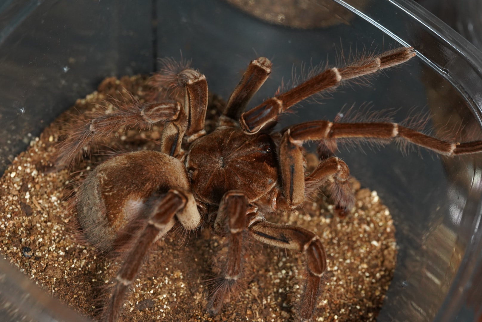 バーガンディゴライアスバードイーター/Theraphosa stirmi【成体♂】 最終脱皮2023/10 | 奇蟲屋 榊（タランチュラ通販店）