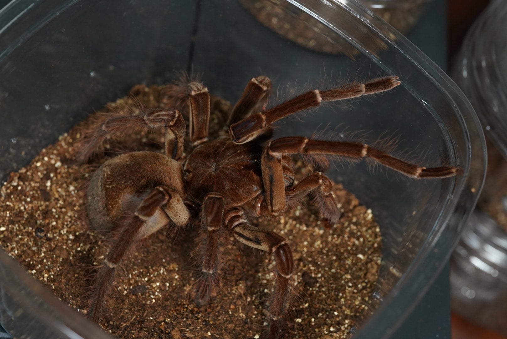 バーガンディゴライアスバードイーター/Theraphosa stirmi【成体♂】 最終脱皮2023/10 | 奇蟲屋 榊（タランチュラ通販店）