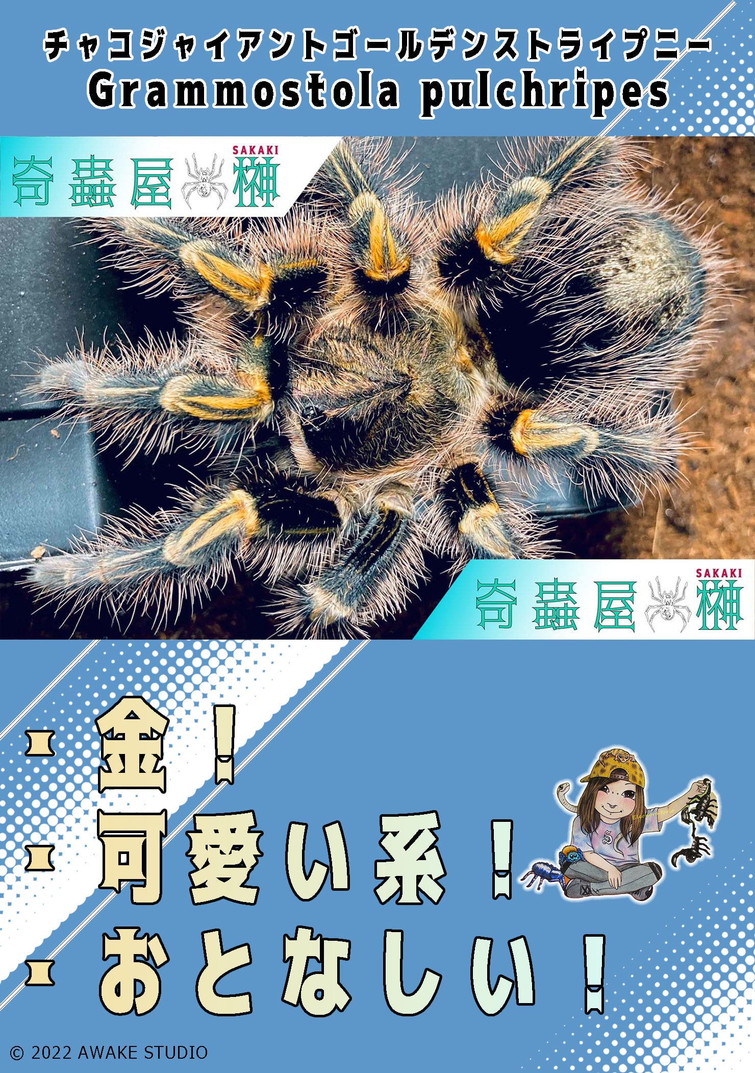 チャコジャイアントゴールデンストライプニー/Grammostola pulchripes 【幼体】 | 奇蟲屋 榊（タランチュラ通販店）