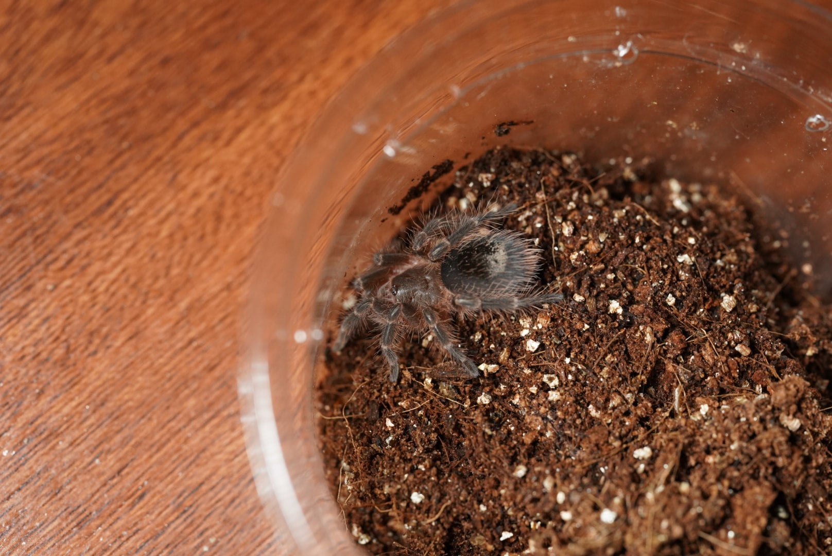 チャコジャイアントゴールデンストライプニー/Grammostola pulchripes 【幼体】 | 奇蟲屋 榊（タランチュラ通販店）