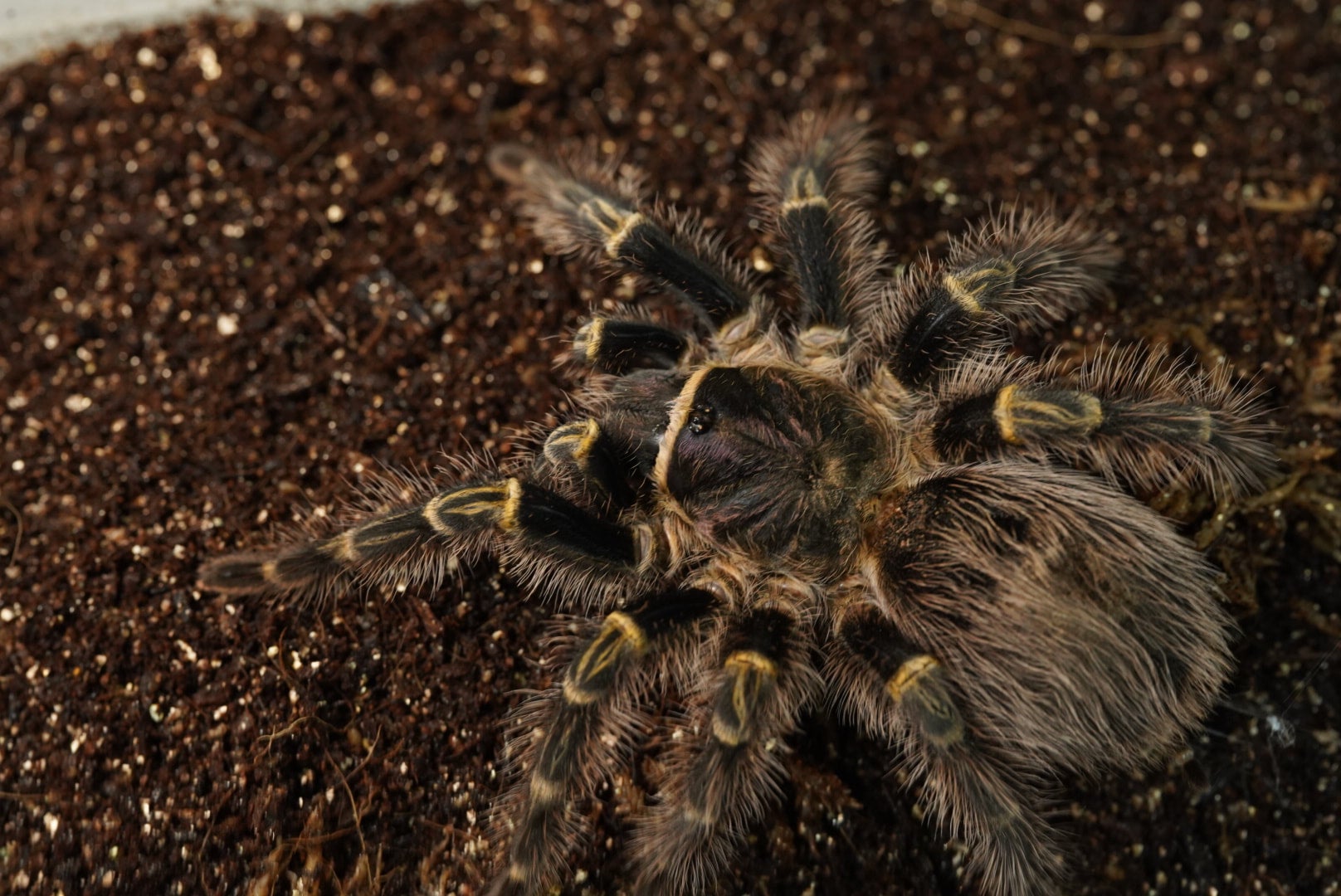 チャコジャイアントゴールデンストライプニー/Grammostola pulchripes 【幼体】 | 奇蟲屋 榊（タランチュラ通販店）