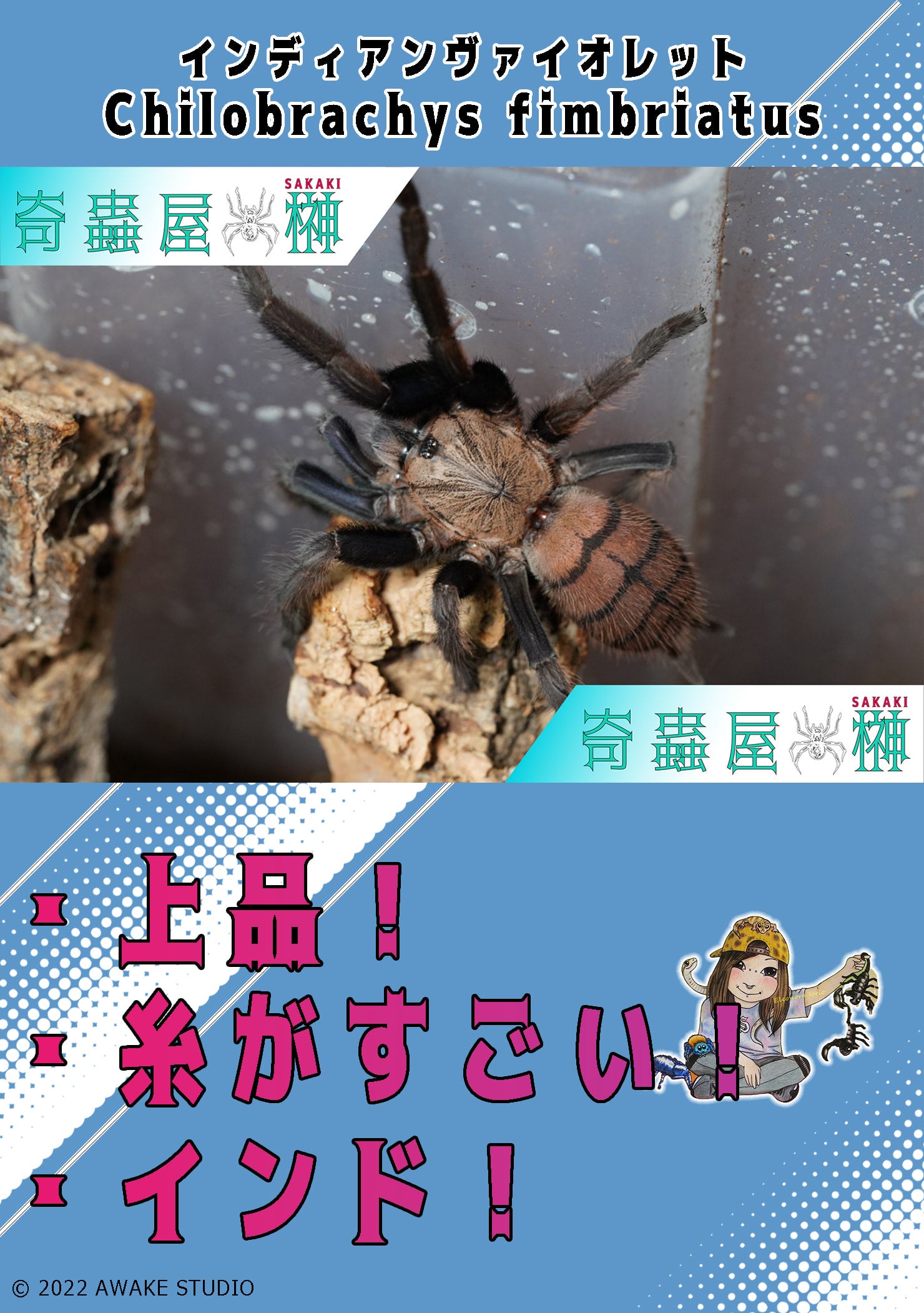 ３匹セットPoecilotheria regalisインディアンオーナメンタルタランチュラクモ(虫類)｜売買されたオークション情報、yahooの商品情報をアーカイブ公開  - オークファン 虫類