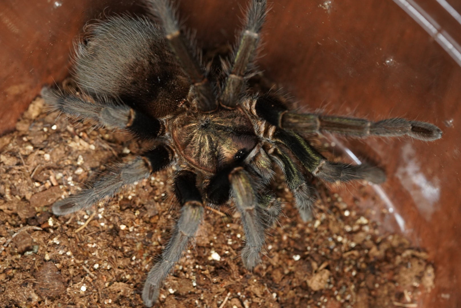 フォルミクトプスグリーン/Phormictopus sp. green【雌サブアダルト】 | 奇蟲屋 榊（タランチュラ通販店）