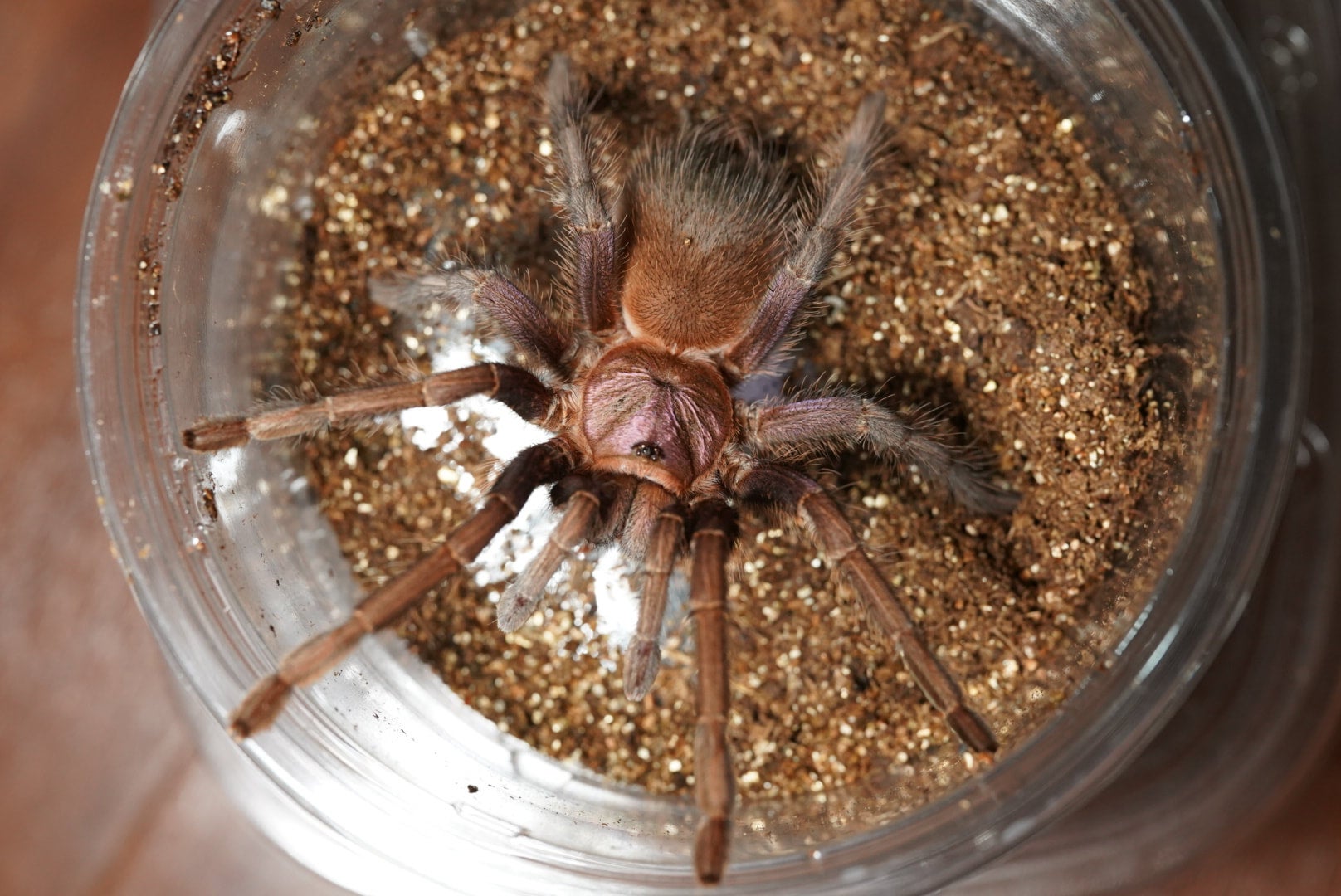 ドミニカンパープル/Phormictopus sp. dominican purple【雌雄未判別ヤング】 | 奇蟲屋 榊（タランチュラ通販店）