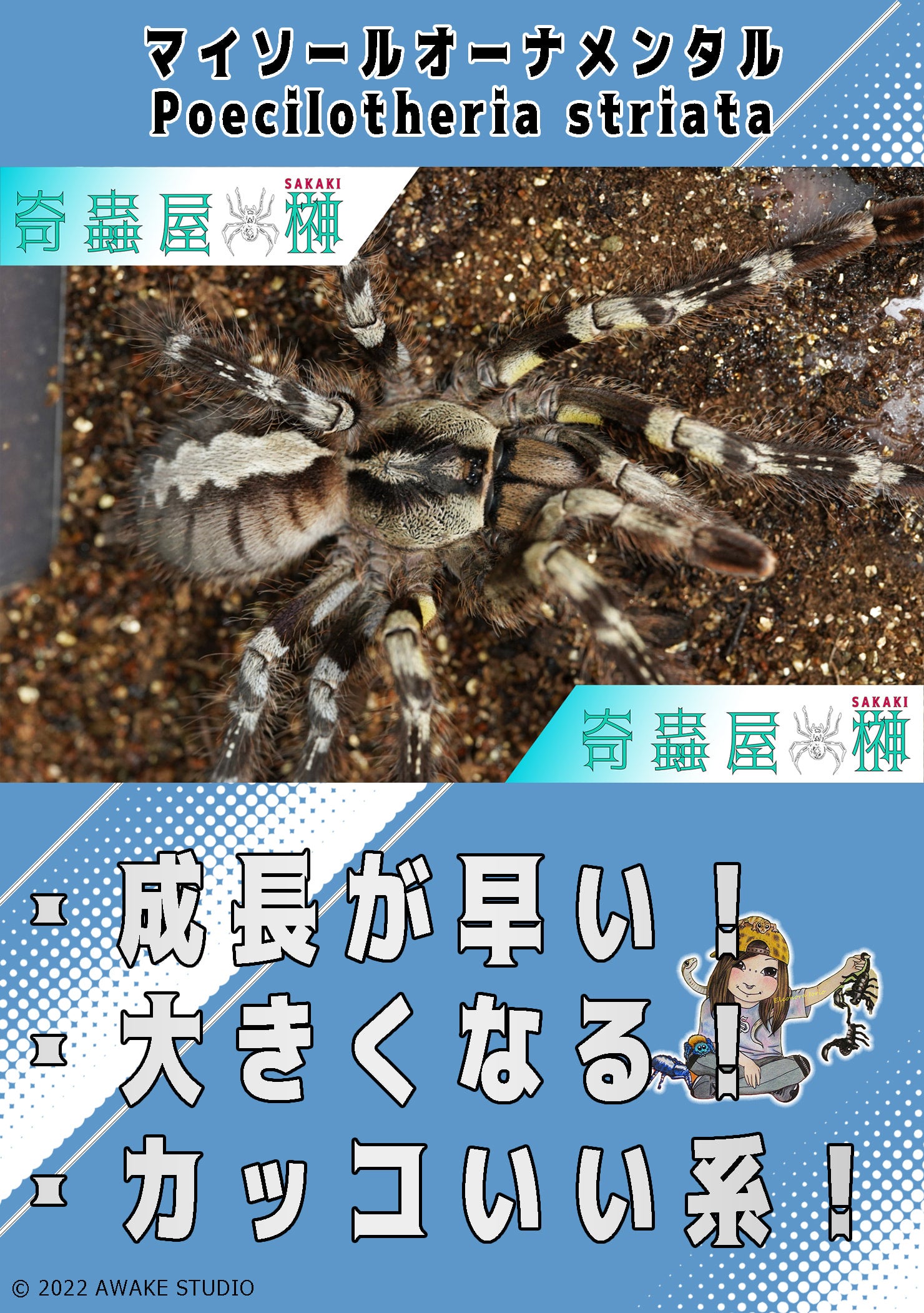 マイソールオーナメンタル/Poecilotheria striata【幼体】 当店CB | 奇蟲屋 榊（タランチュラ通販店）