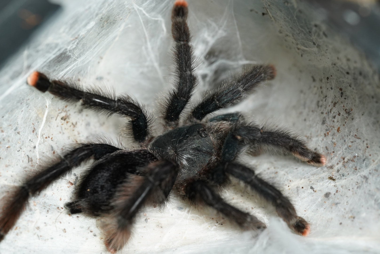 ガイアナピンクトゥー/Avicularia avicularia 【成体】♀ | 奇蟲屋 榊（タランチュラ通販店）