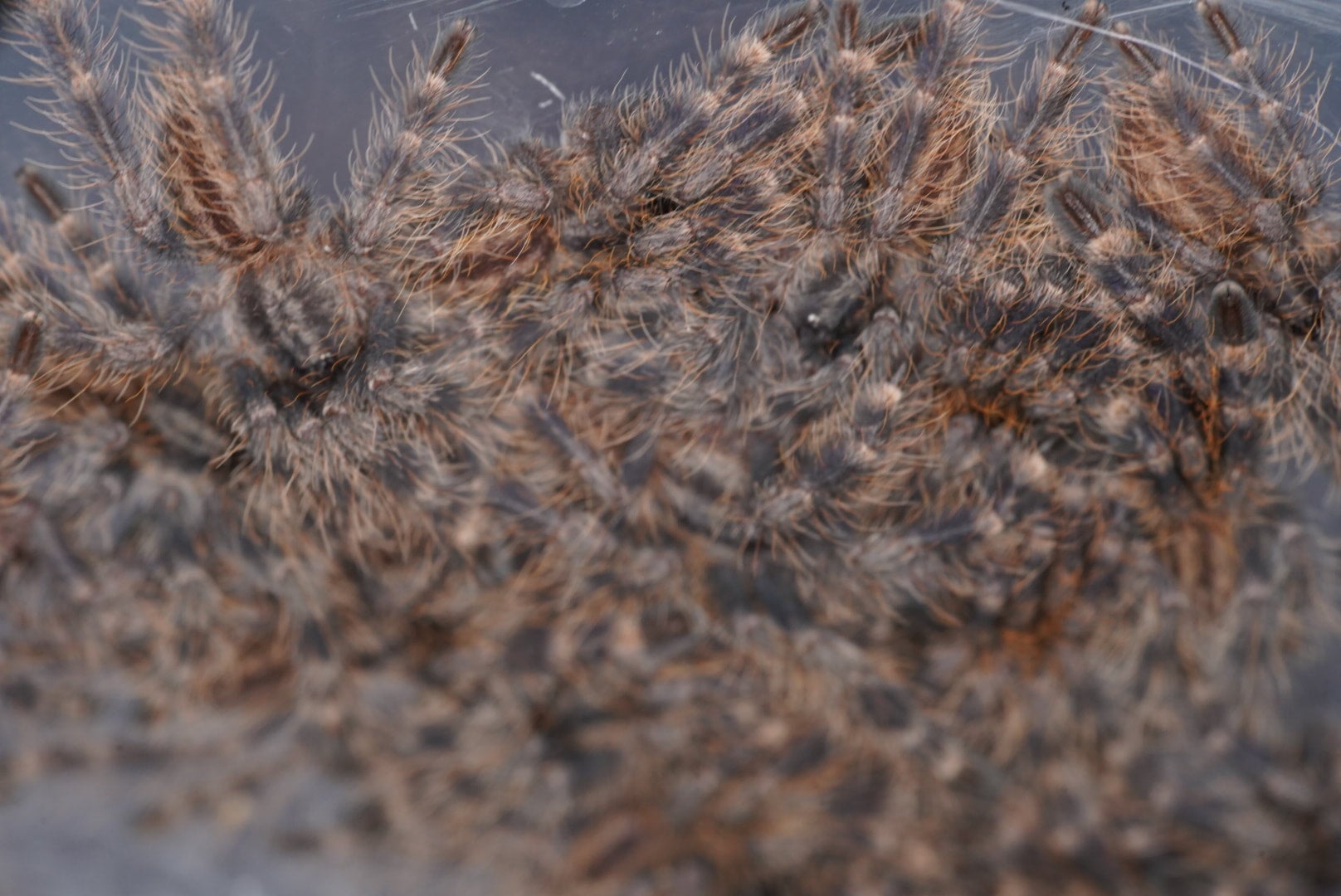 イエローバックオーナメンタル/Poecilotheria smithi【幼体】 当店CB | 奇蟲屋 榊（タランチュラ通販店）