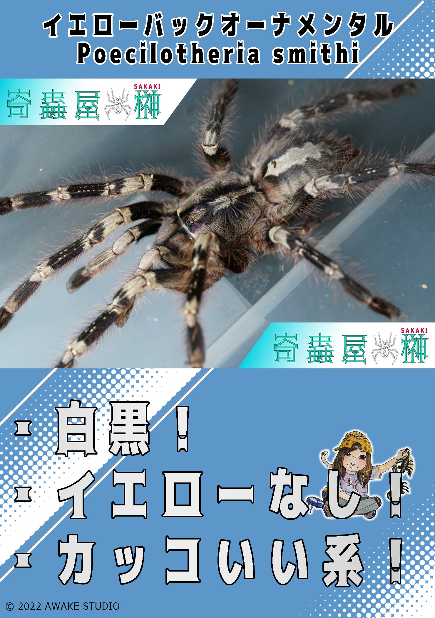 イエローバックオーナメンタル/Poecilotheria smithi【幼体】 当店CB | 奇蟲屋 榊（タランチュラ通販店）