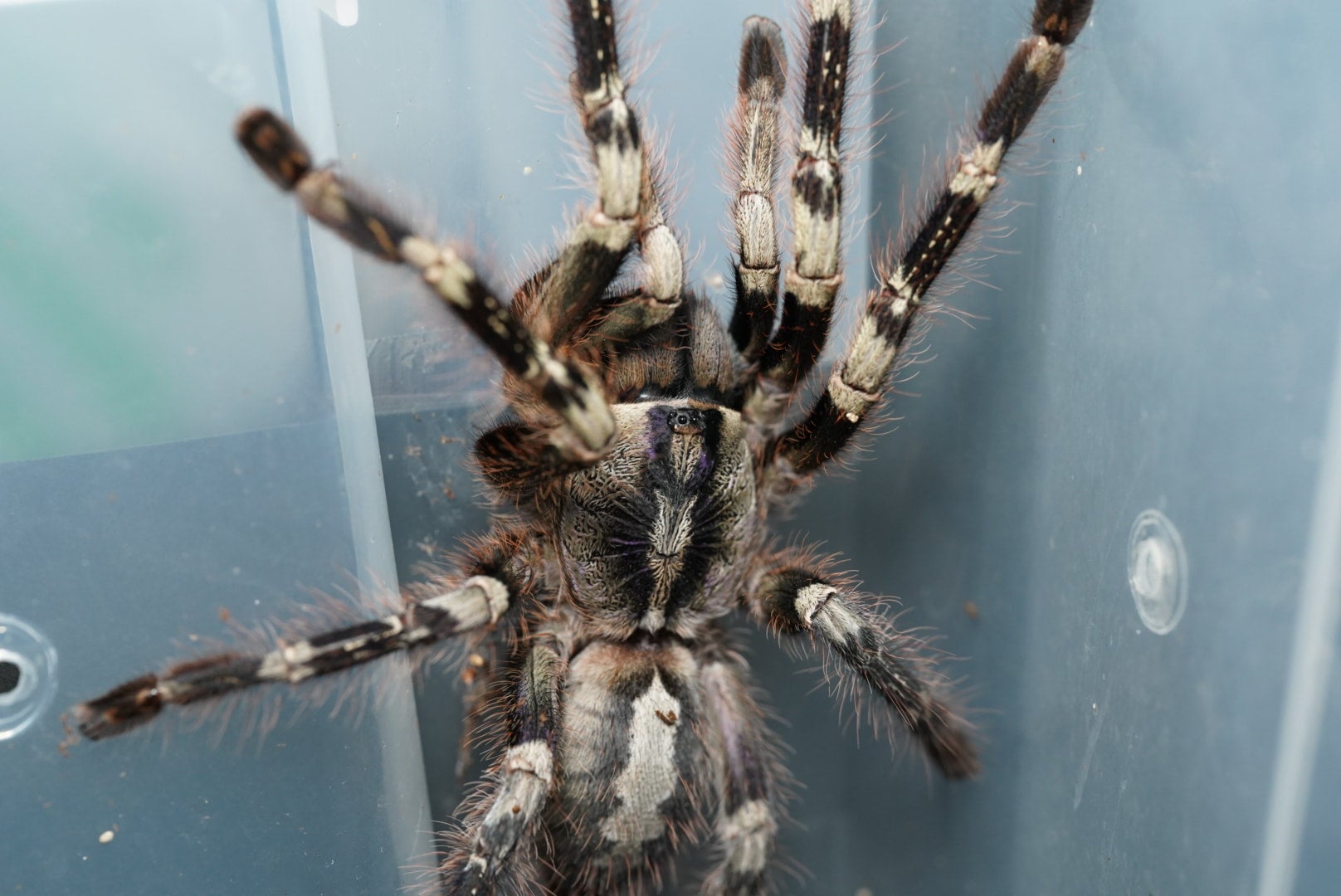 イエローバックオーナメンタル/Poecilotheria smithi【幼体】 当店CB | 奇蟲屋 榊（タランチュラ通販店）