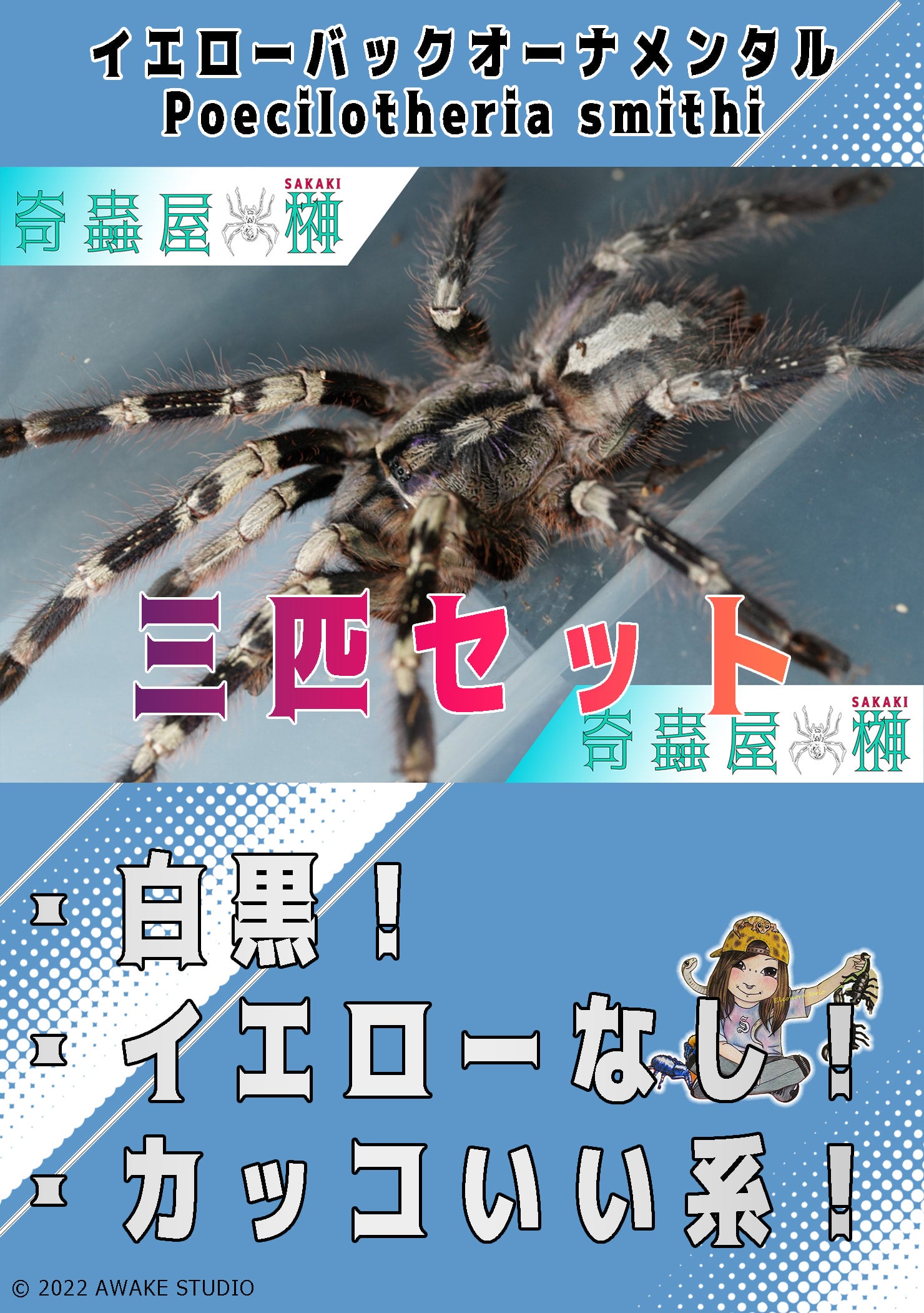 バックマーアースタイガー/Cyriopagopus sp bachma【幼体】3匹セット | 奇蟲屋 榊（タランチュラ通販店）