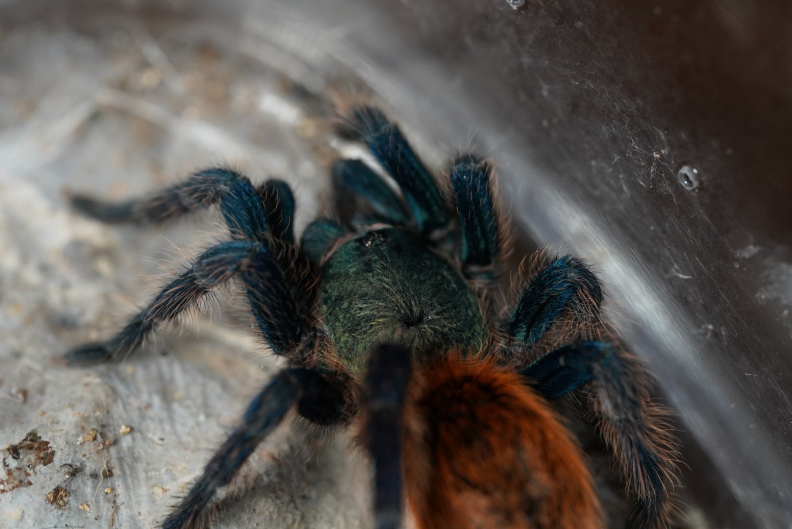 グリーンボトルブルー/Chromatopelma cyaneopubescens【ヤング♀】 | 奇蟲屋 榊（タランチュラ通販店）