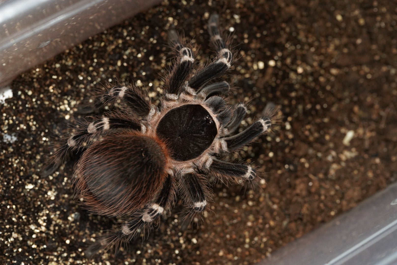 サンタレムピンクヘアード/Acanthoscurria geniculata【ヤング雌雄未判別】 | 奇蟲屋 榊（タランチュラ通販店）