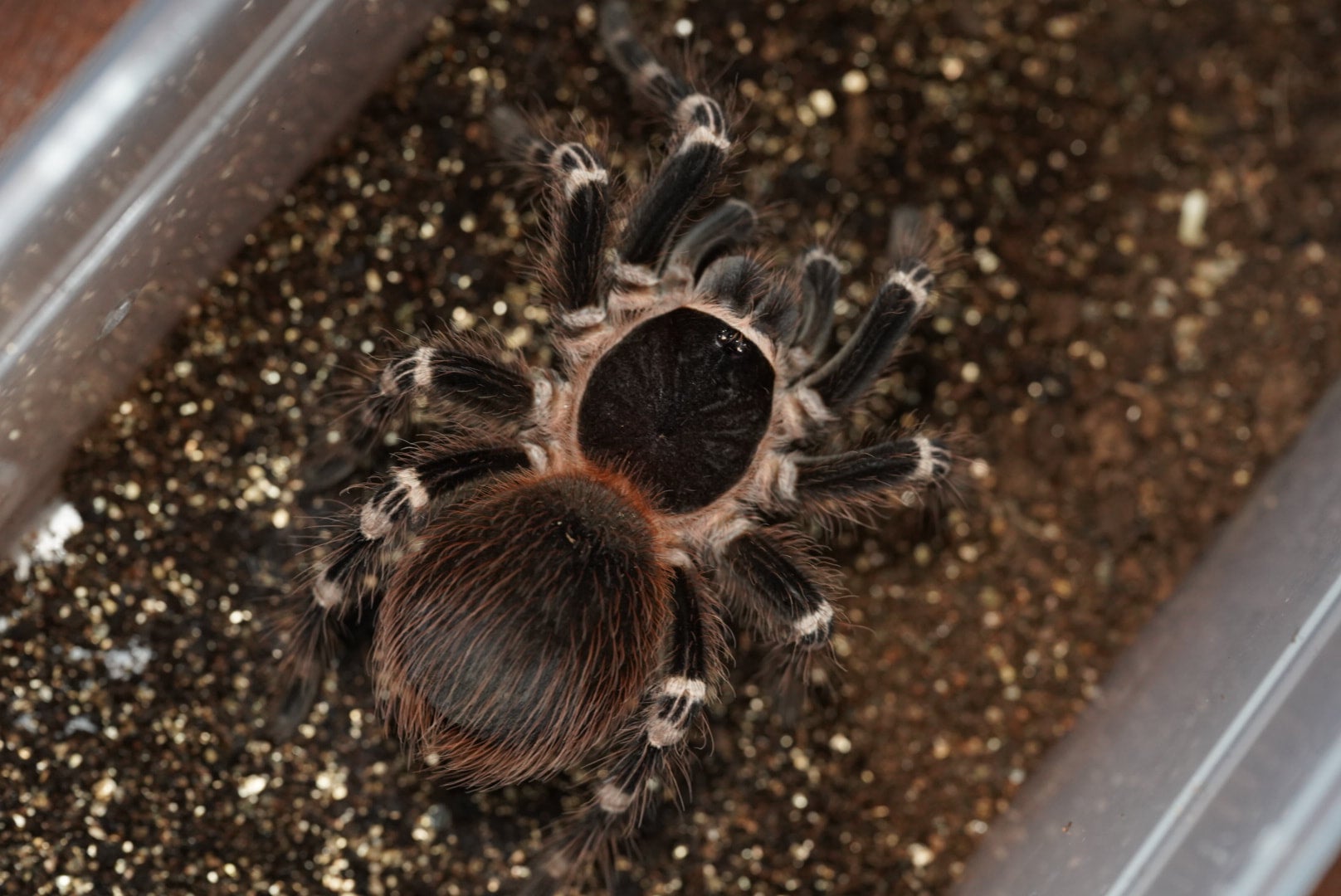 サンタレムピンクヘアード/Acanthoscurria geniculata【ヤング雌雄未判別】 | 奇蟲屋 榊（タランチュラ通販店）