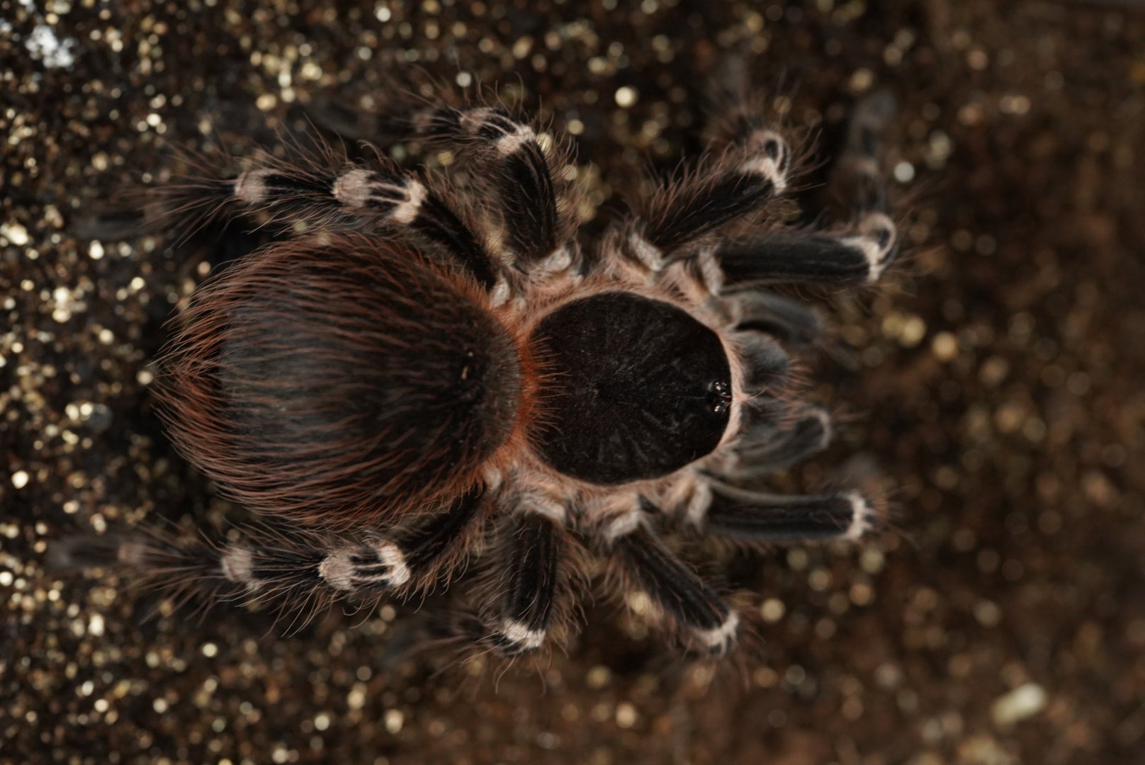 サンタレムピンクヘアード/Acanthoscurria geniculata【ヤング雌雄未判別】 | 奇蟲屋 榊（タランチュラ通販店）