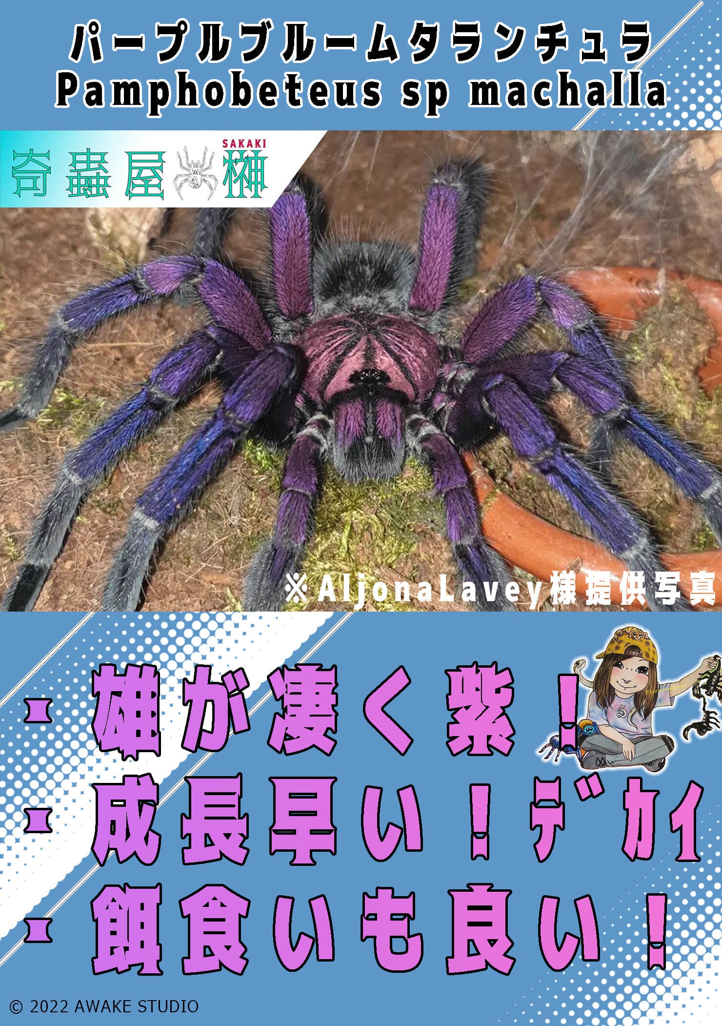 新】パープルブルームタランチュラ/Pamphobeteus sp machalla【幼体】 | 奇蟲屋 榊（タランチュラ通販店）