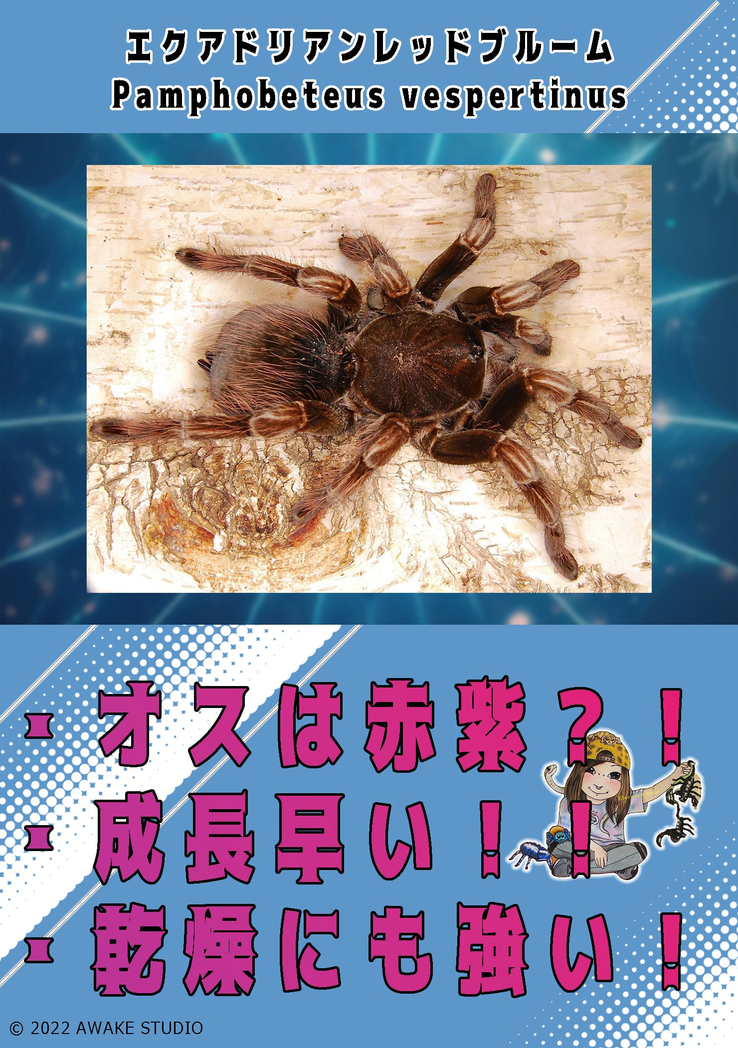 新】レッドブルームタランチュラ/Pamphobeteus vespertinus【幼体】 | 奇蟲屋 榊（タランチュラ通販店）