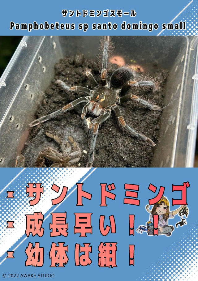 タランチュラ 通販 ペット